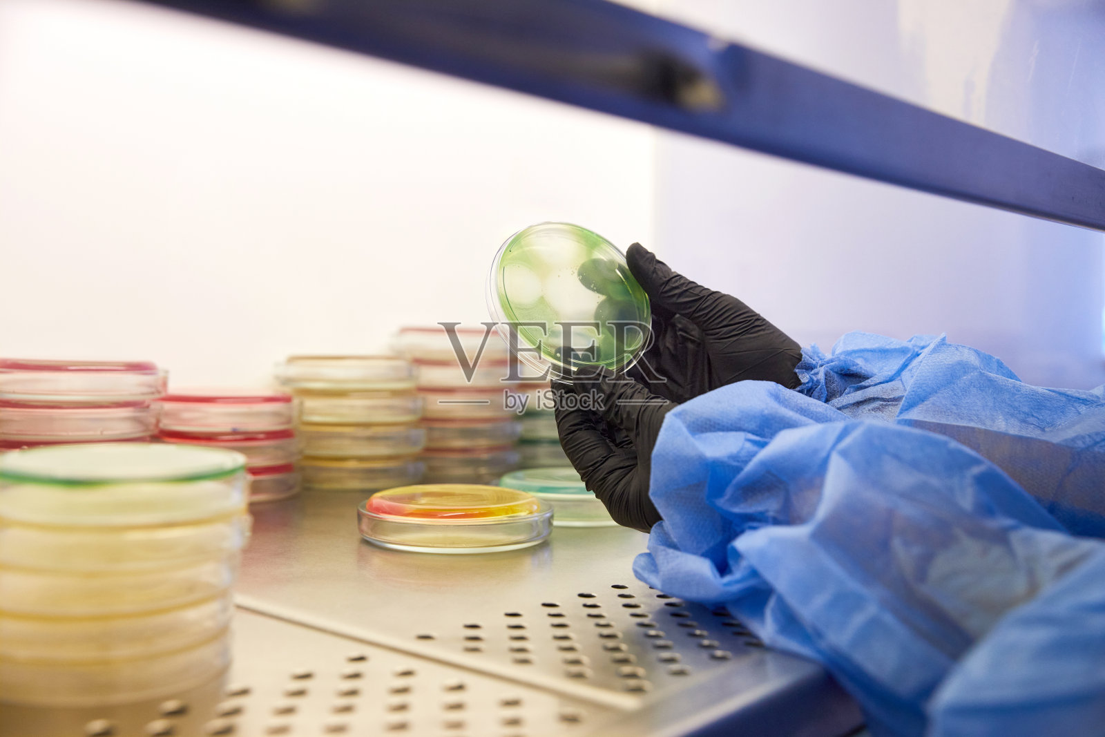 在微生物实验室操作培养皿的技术员或科学家的手套手。细菌培养基。微生物学家。细菌照片摄影图片