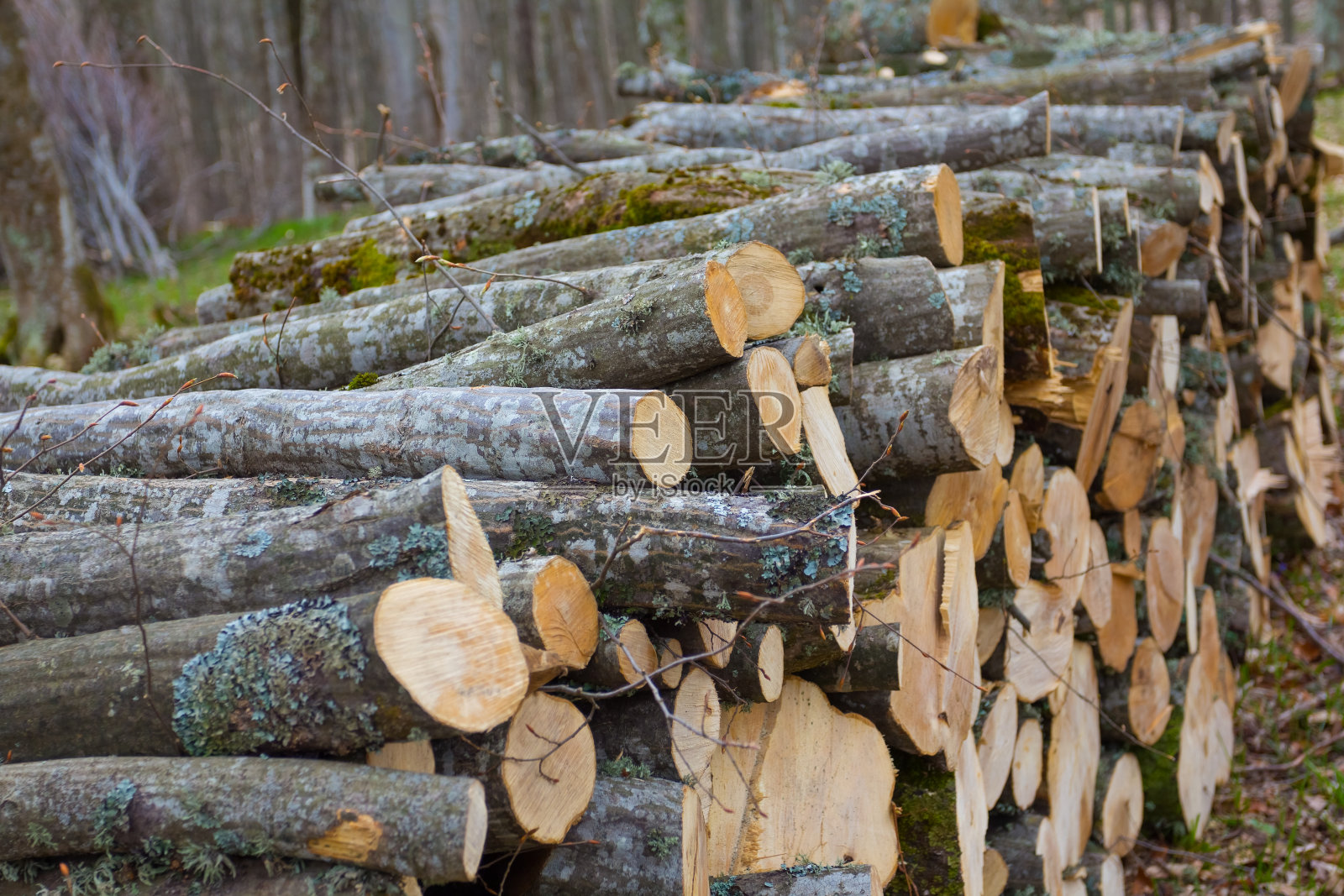 森林里的一堆原木照片摄影图片
