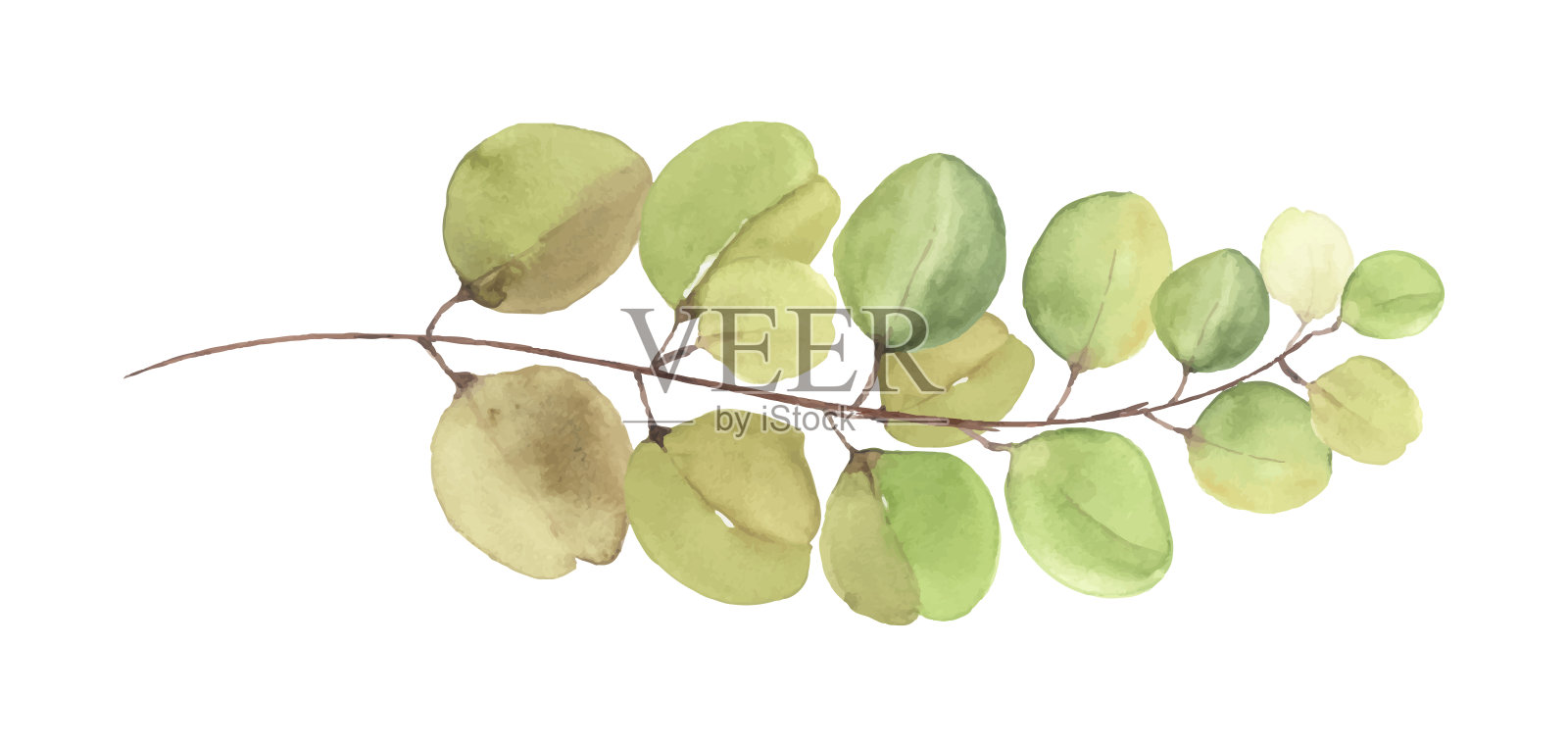 桉树叶和树枝手绘水彩插画图片素材