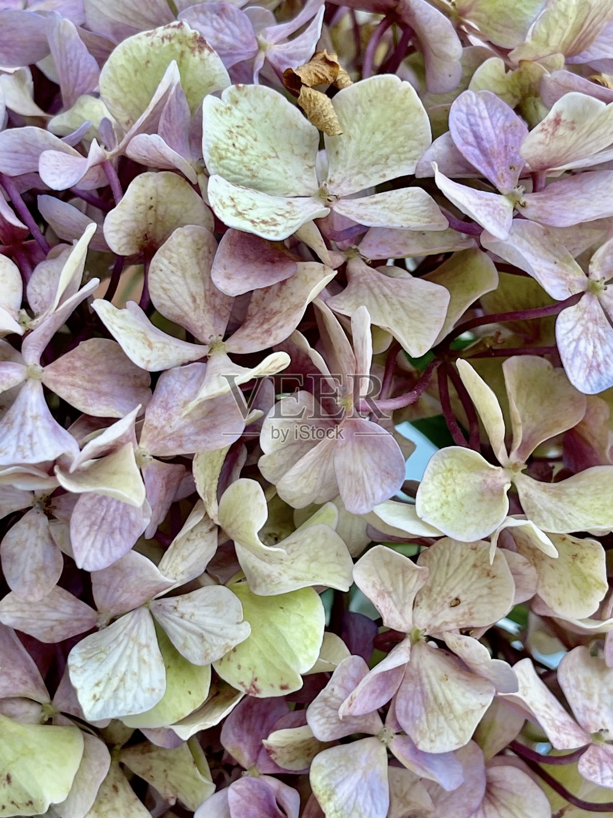 浪漫的绣球花照片摄影图片