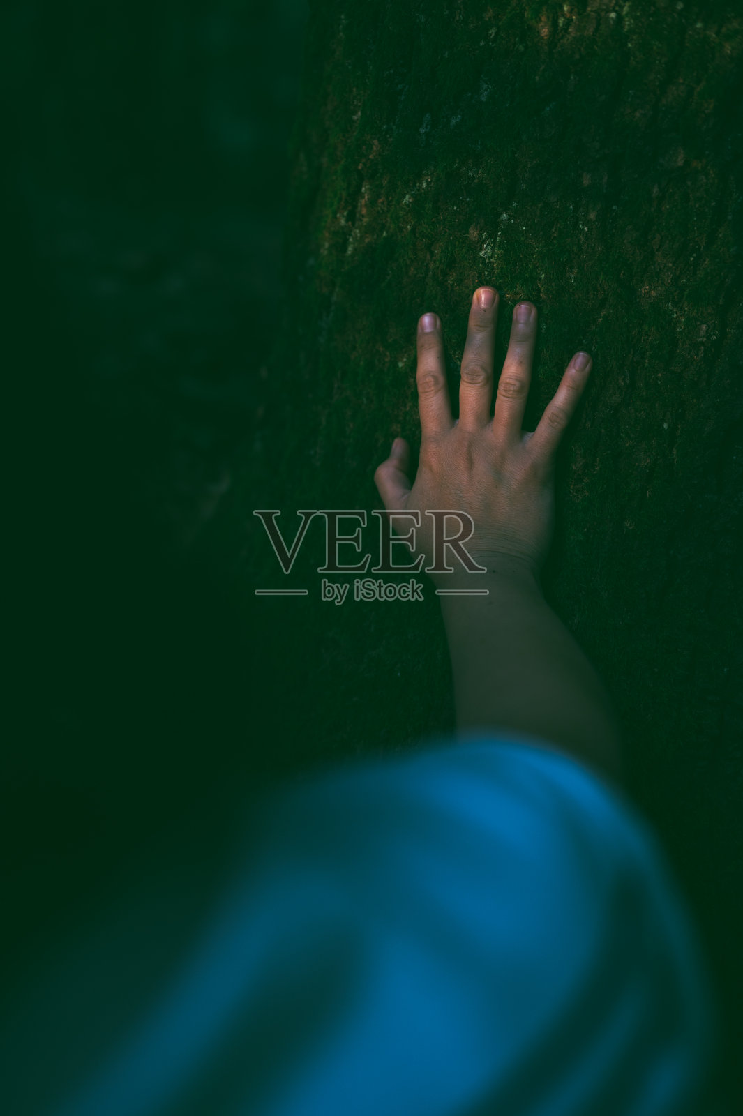 女人的手用爱抚摸着树照片摄影图片