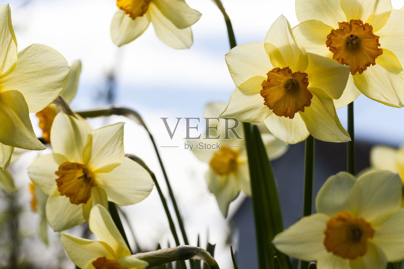 水仙花在开花时开出黄色的花照片摄影图片