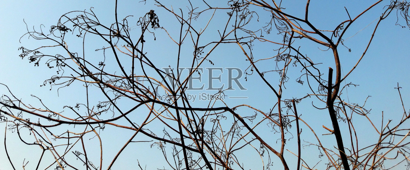 蓝天背景上的树枝和光秃秃的叶子，天空中光秃秃的树枝剪影，平面创意设计的抽象墙纸(选择性聚焦)照片摄影图片