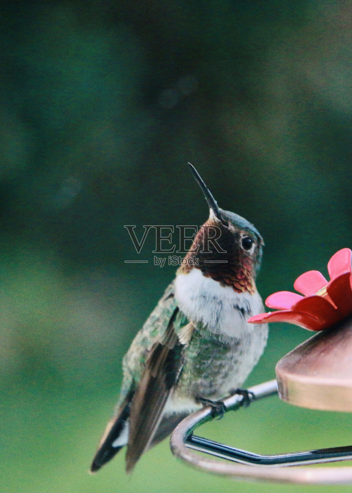 美丽的红喉蜂鸟特写照片照片摄影图片
