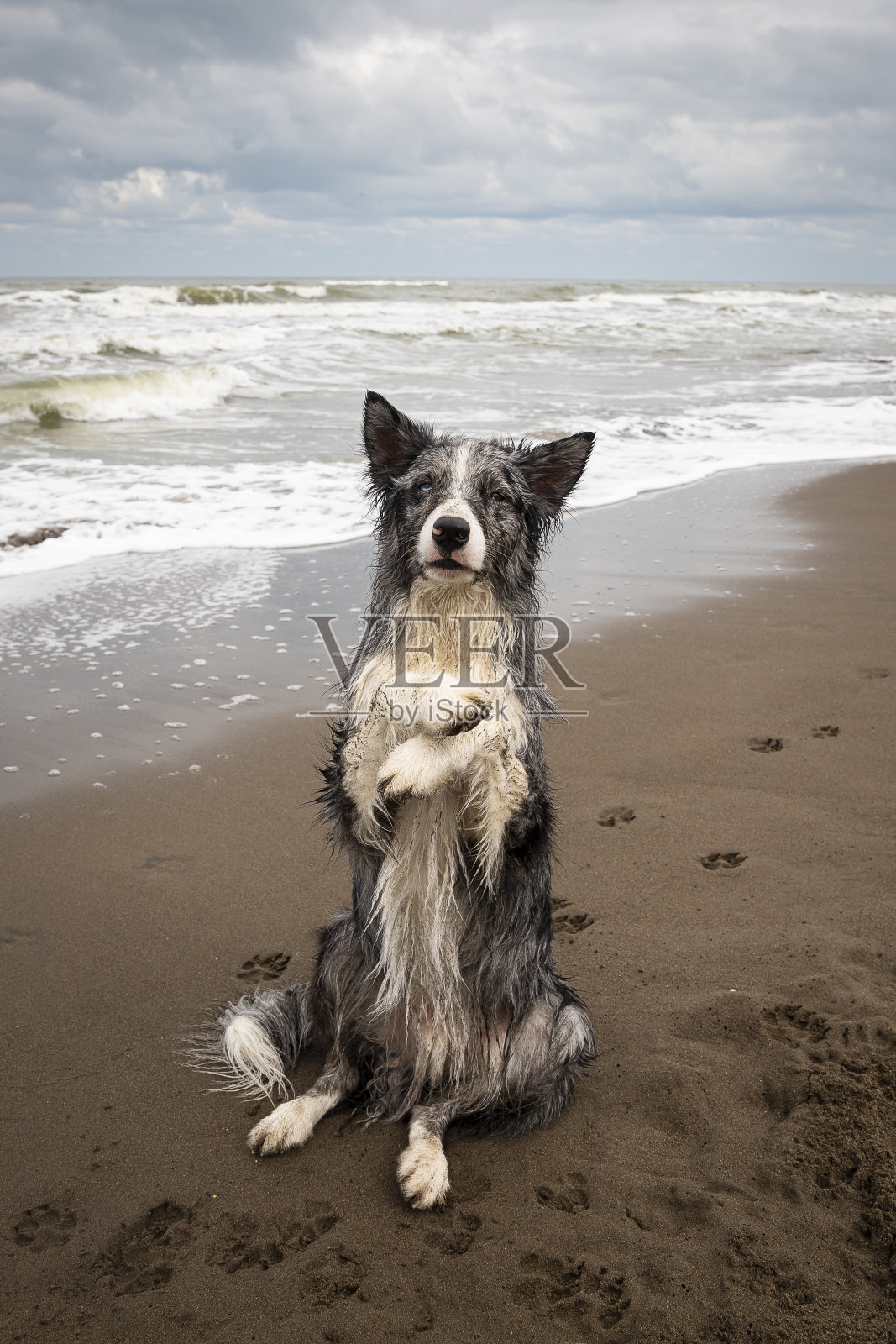 年轻的边境牧羊犬用后腿坐在岸边照片摄影图片