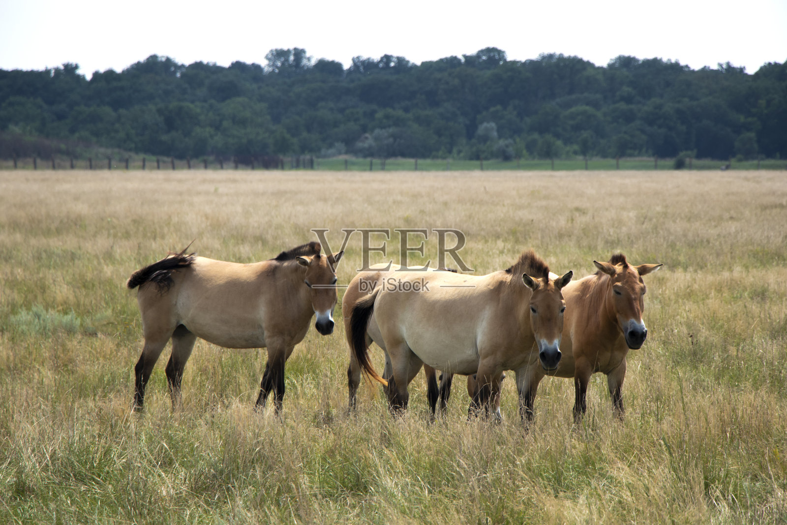 普尔热瓦尔斯基。草原上的一群野马。珍稀野生动物照片摄影图片