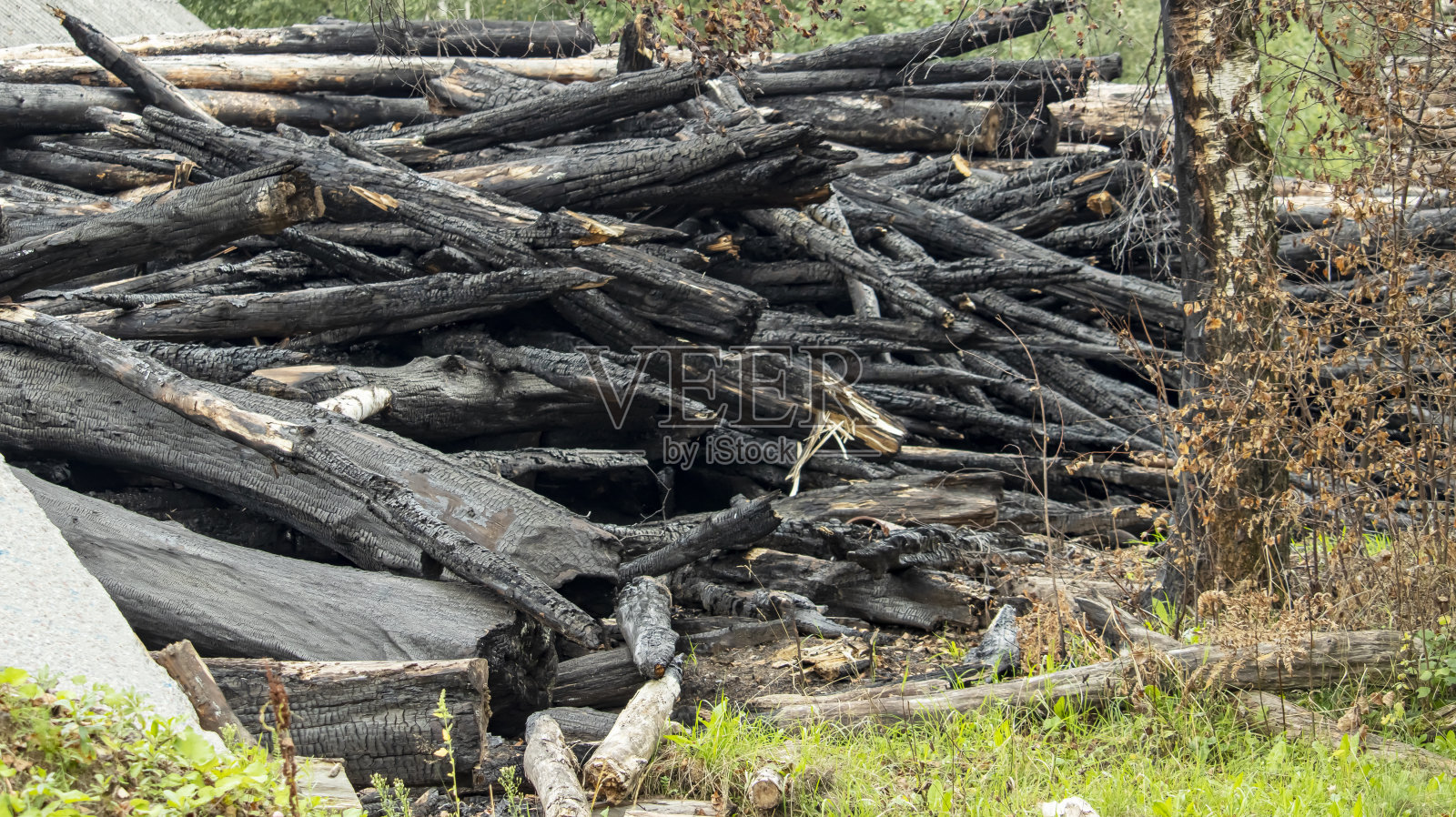 森林大火后烧焦的树干照片摄影图片