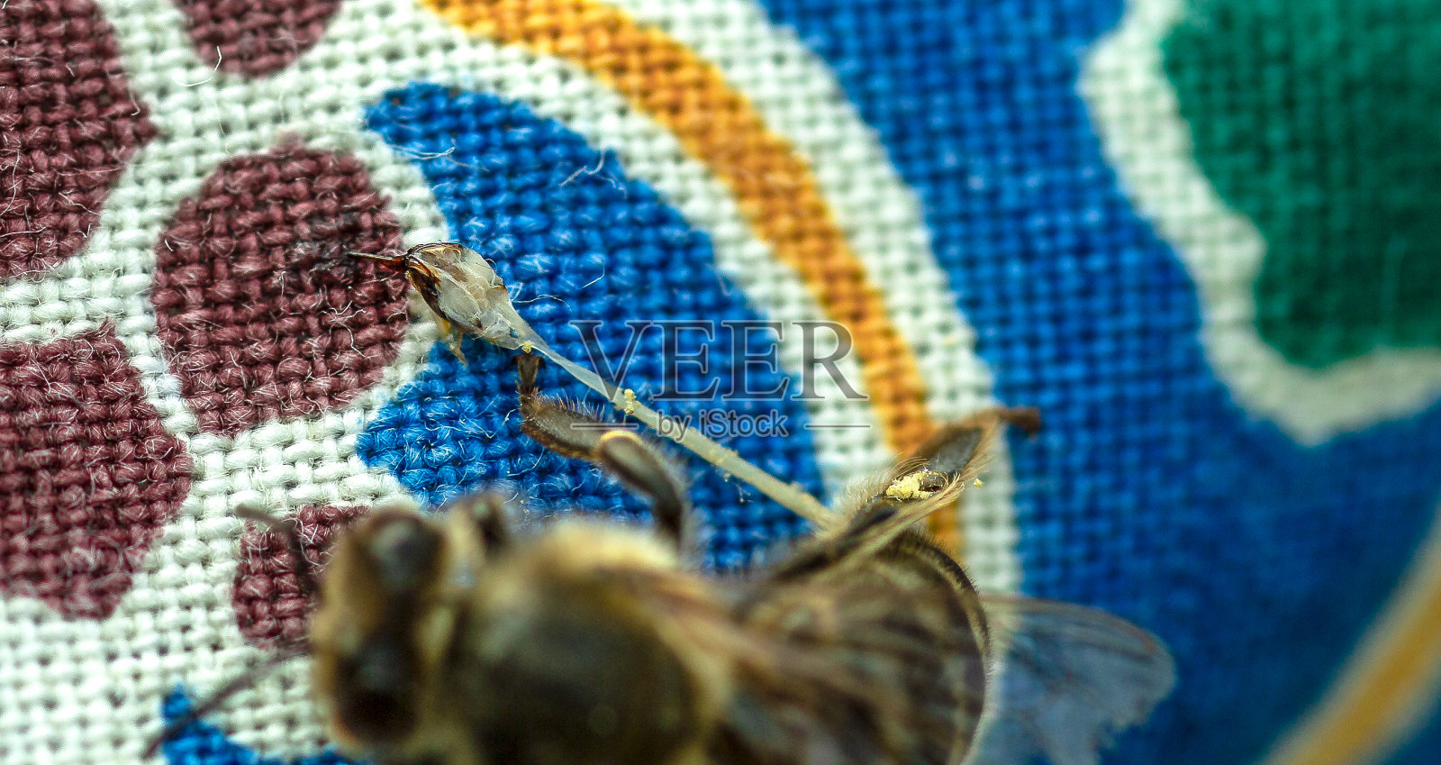 蜜蜂失去了它的刺照片摄影图片