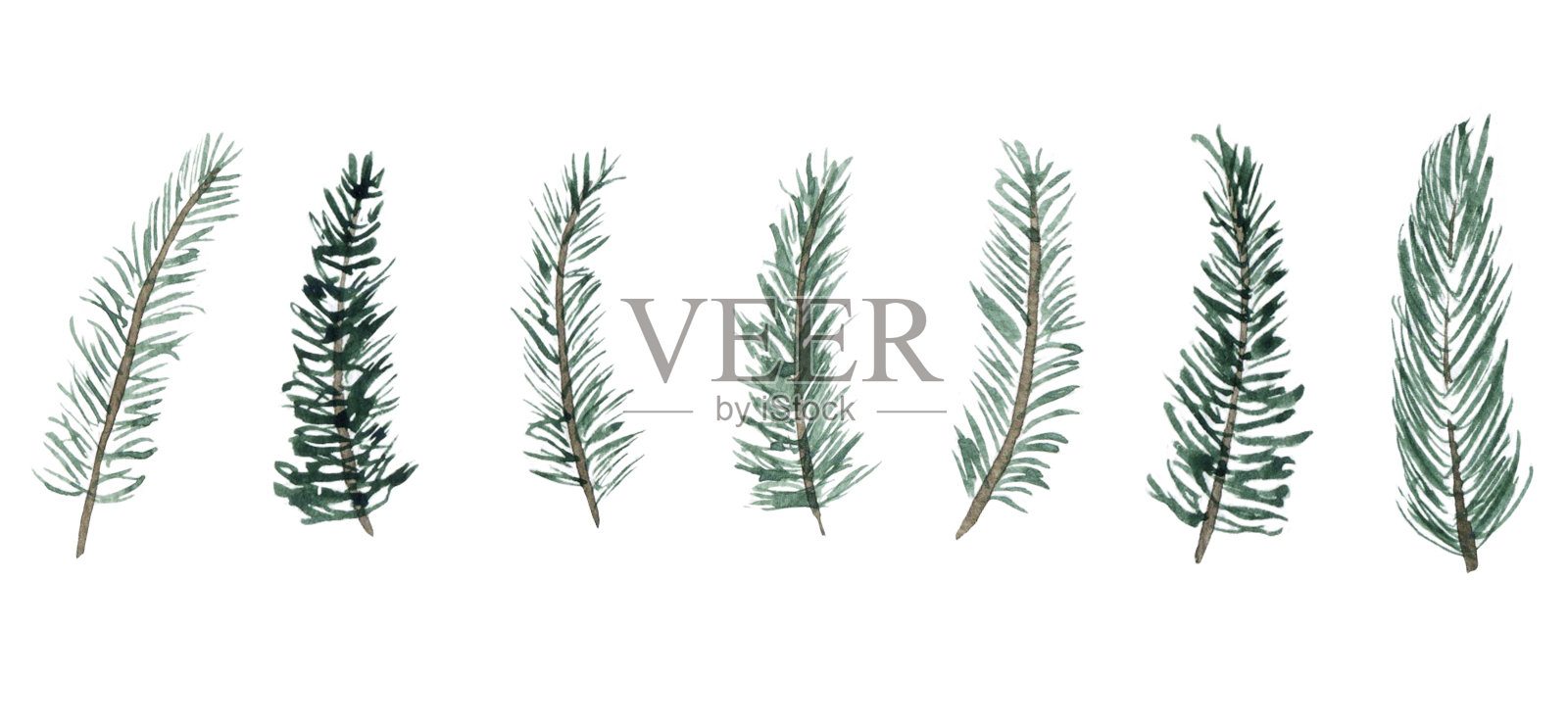松树的树枝。用于圣诞节装饰的冬季植物。水彩插图。照片摄影图片