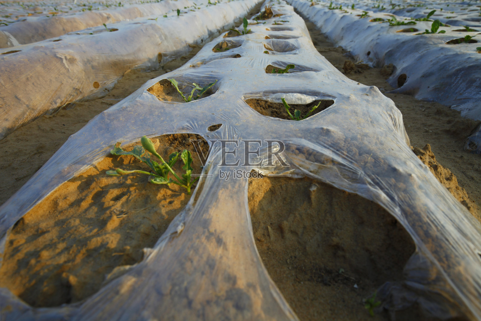 塑料覆盖农田照片摄影图片
