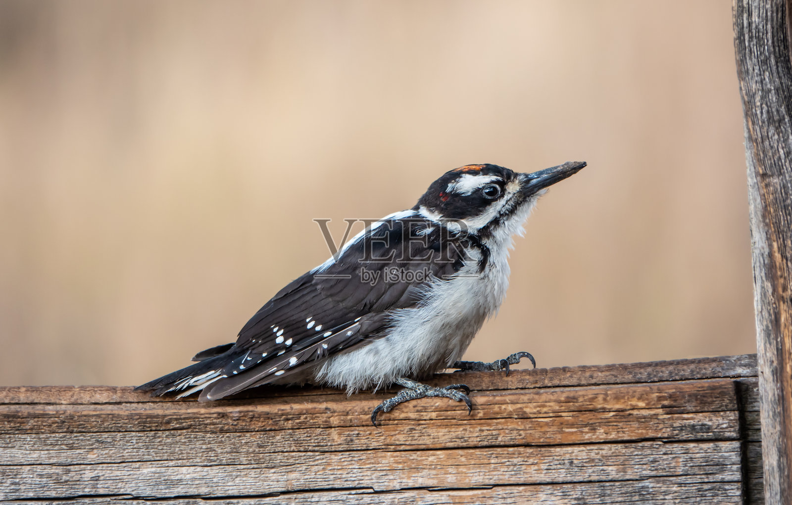 多毛的啄木鸟照片摄影图片