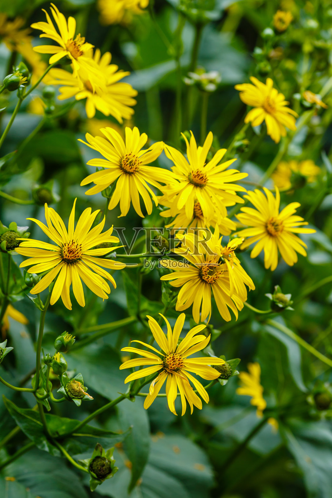 黄色的耶路撒冷洋蓟花照片摄影图片