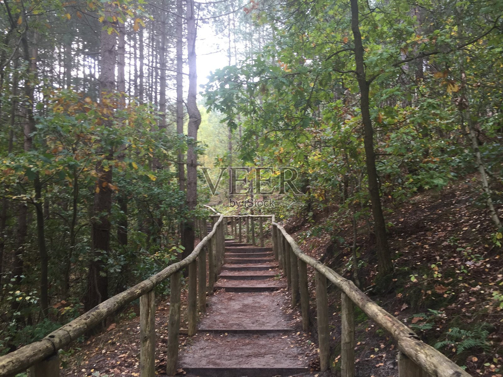 森林中的楼梯照片摄影图片