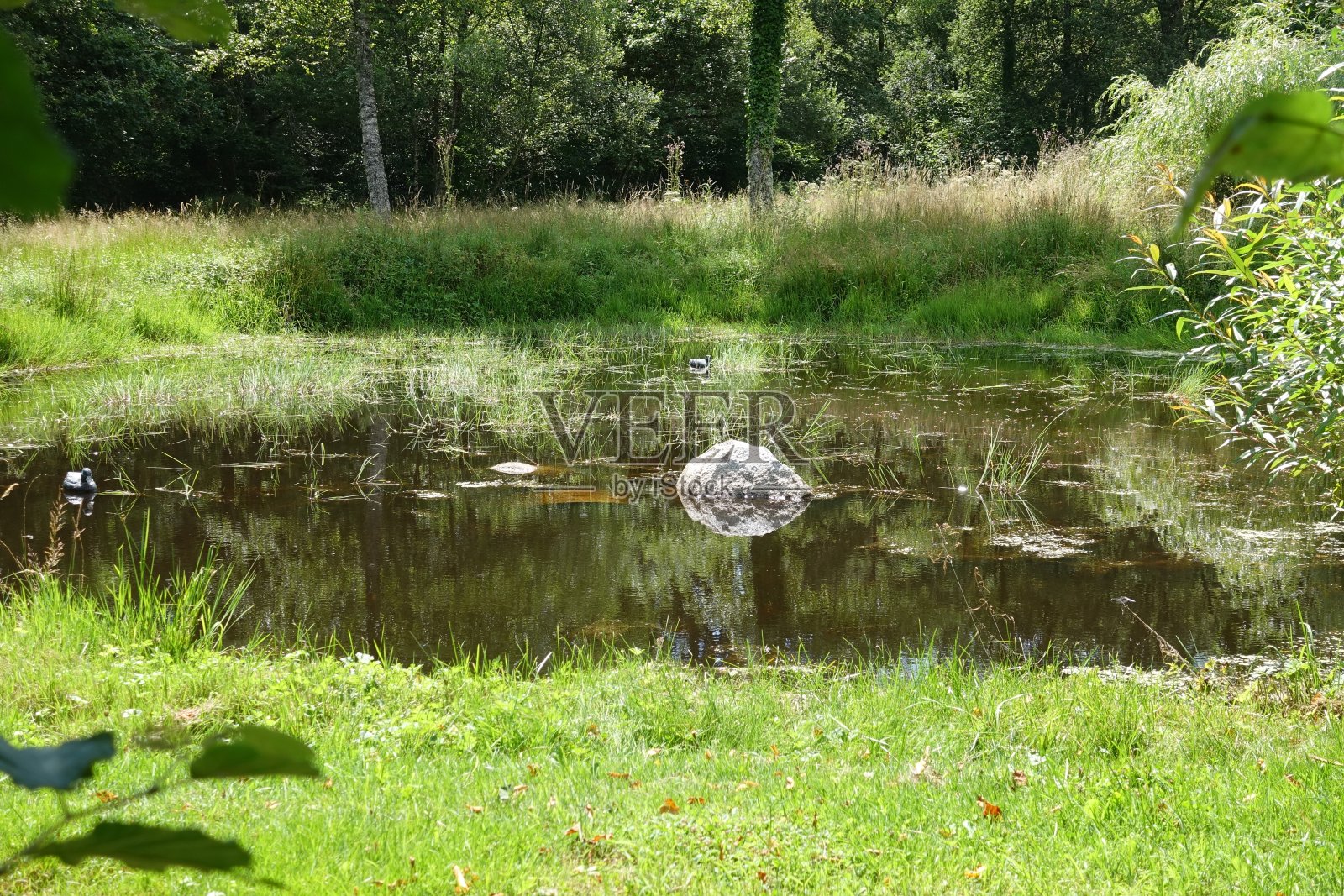 沼泽水体绿色植被夏季利木赞法国照片摄影图片