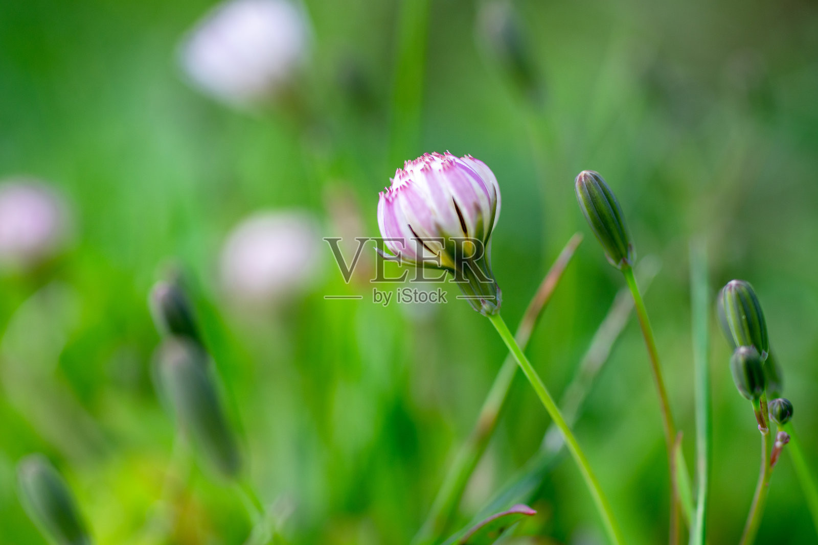 靠近中国菊苣花蕾，色泽淡雅。照片摄影图片