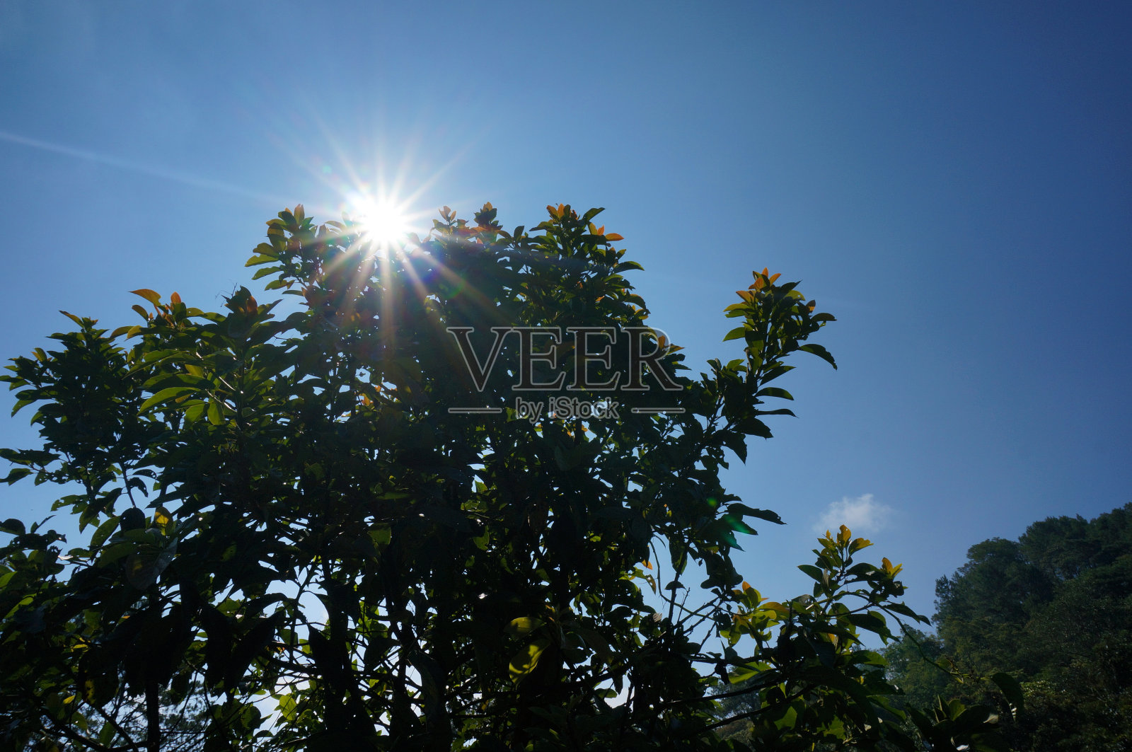 阳光照在一棵树的剪影上照片摄影图片