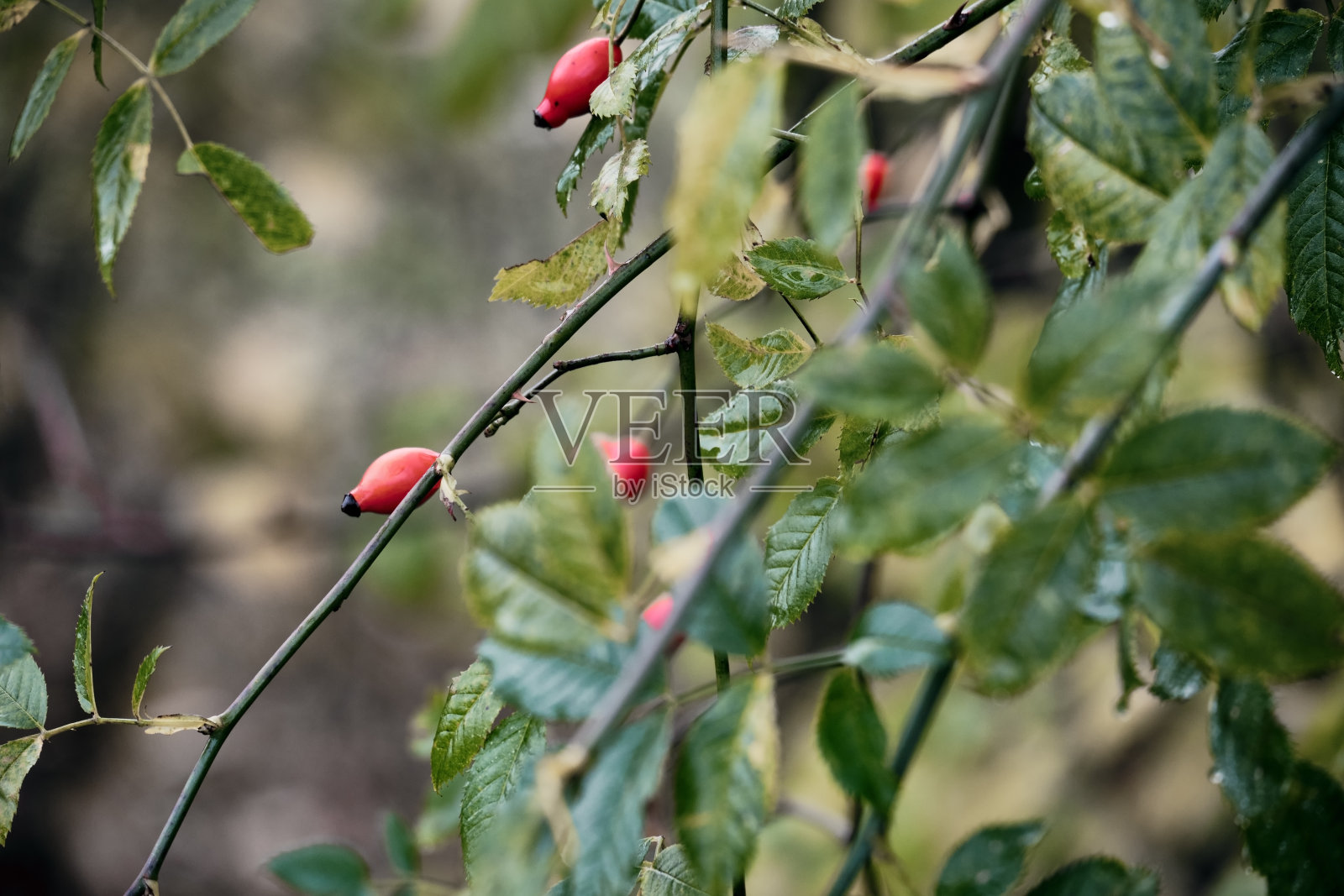 绿色的树枝上挂着红色的玫瑰果照片摄影图片