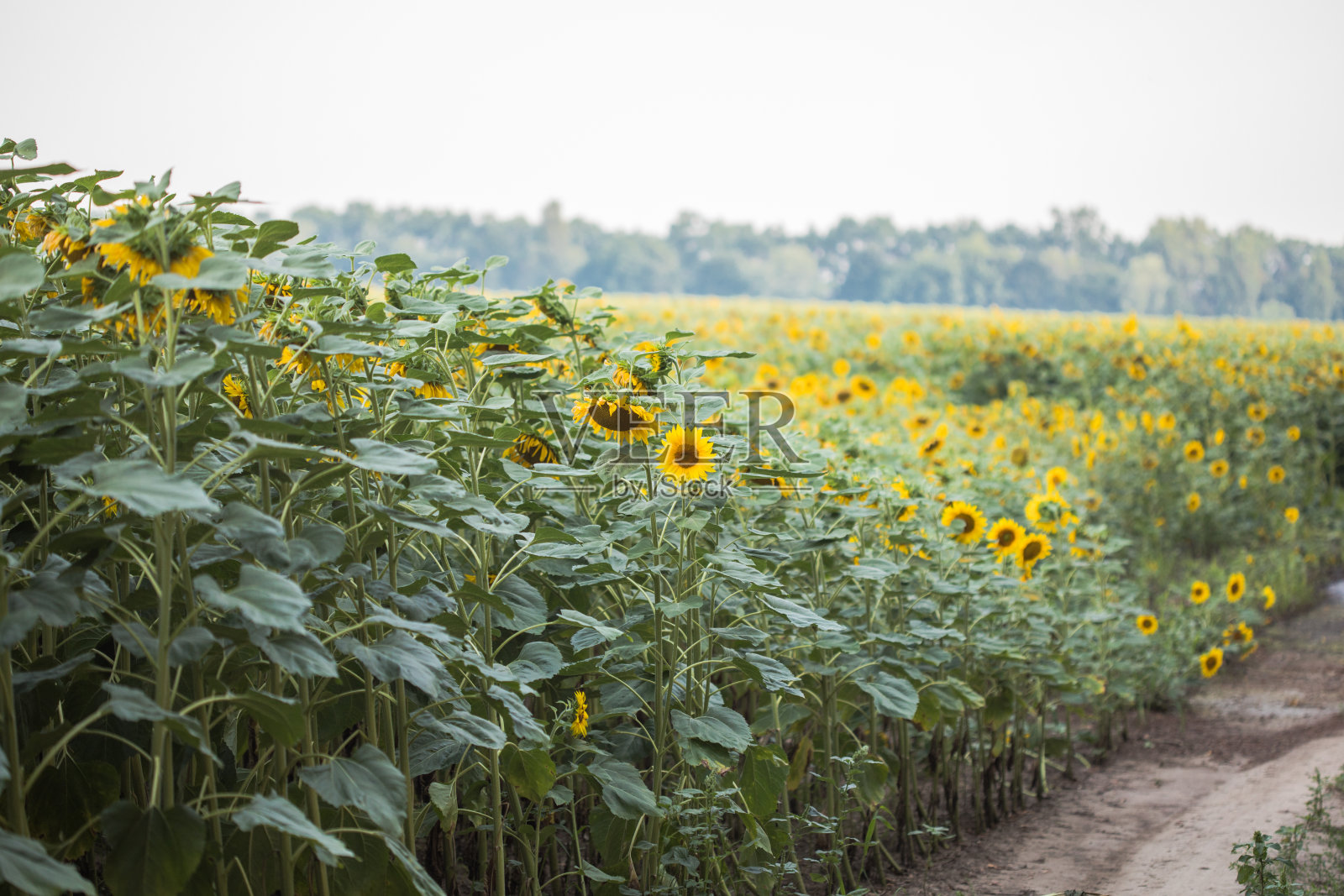 向日葵生长在田野里。自然背景。景观与向日葵。照片摄影图片