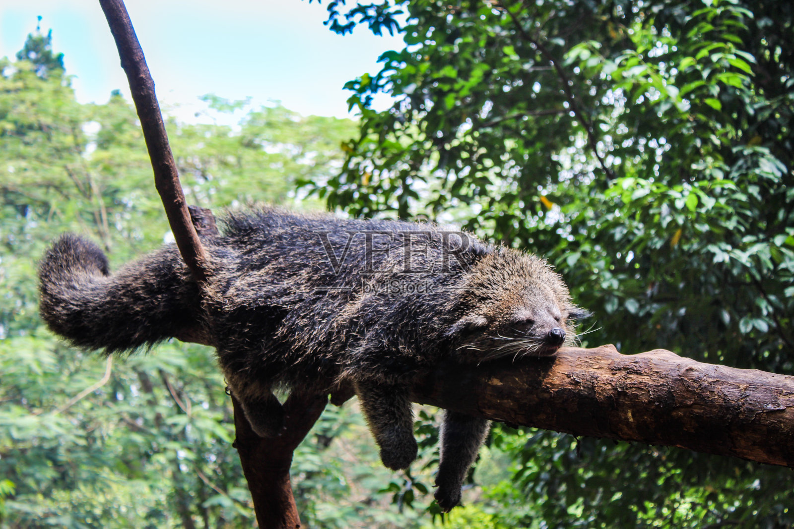 熊狸照片摄影图片