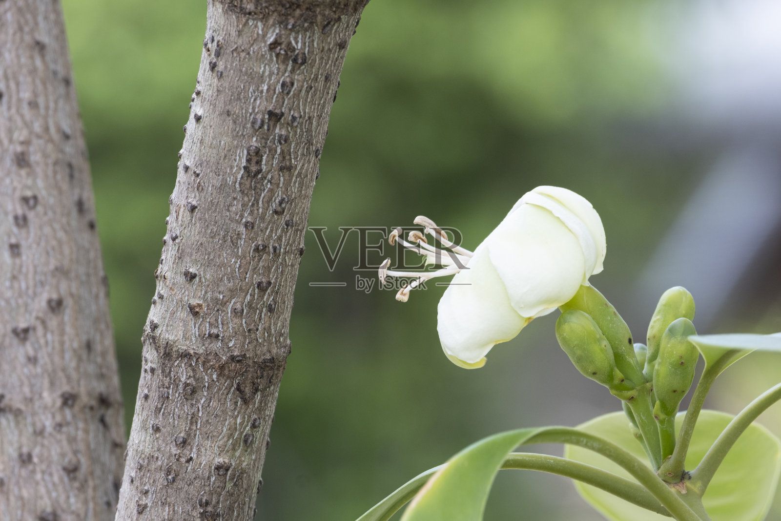 新鲜的香水花树或花木，白色的开花与绿色的叶子在花园的家。照片摄影图片