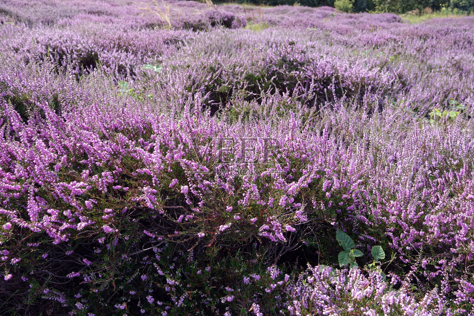 索尔利夫林地的石南花照片摄影图片