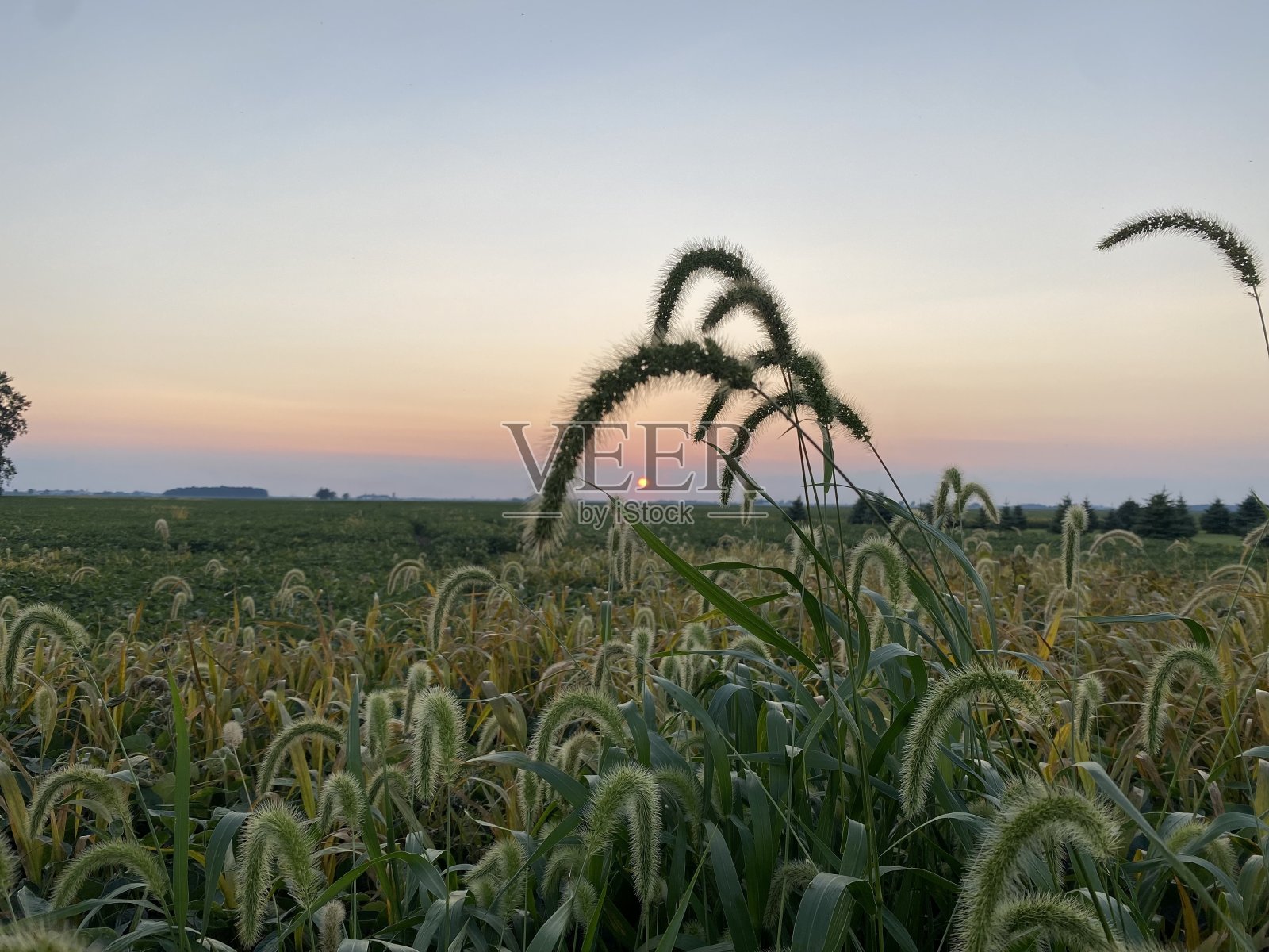 落日领域照片摄影图片