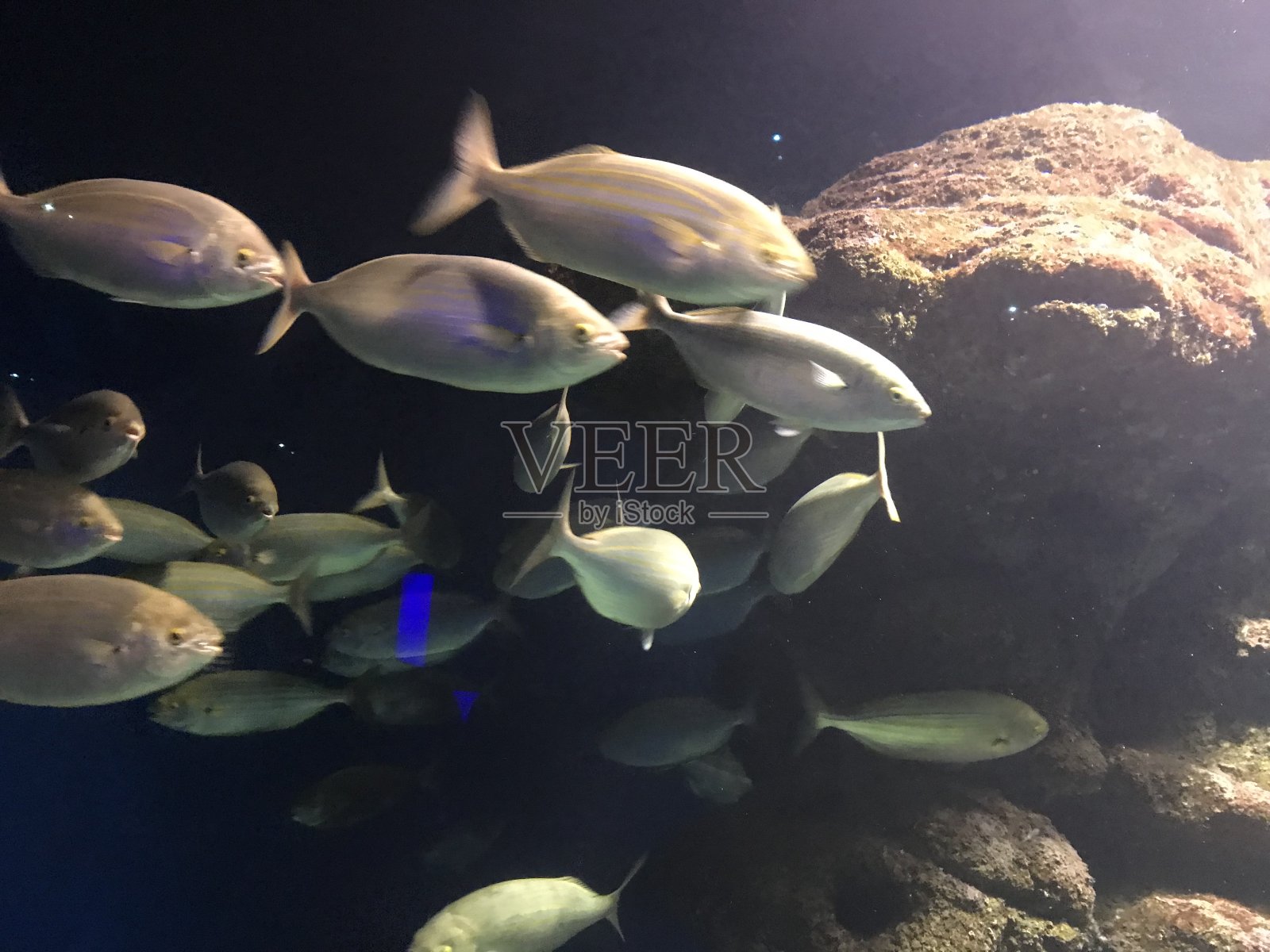 帕尔马水族馆。鱼照片摄影图片