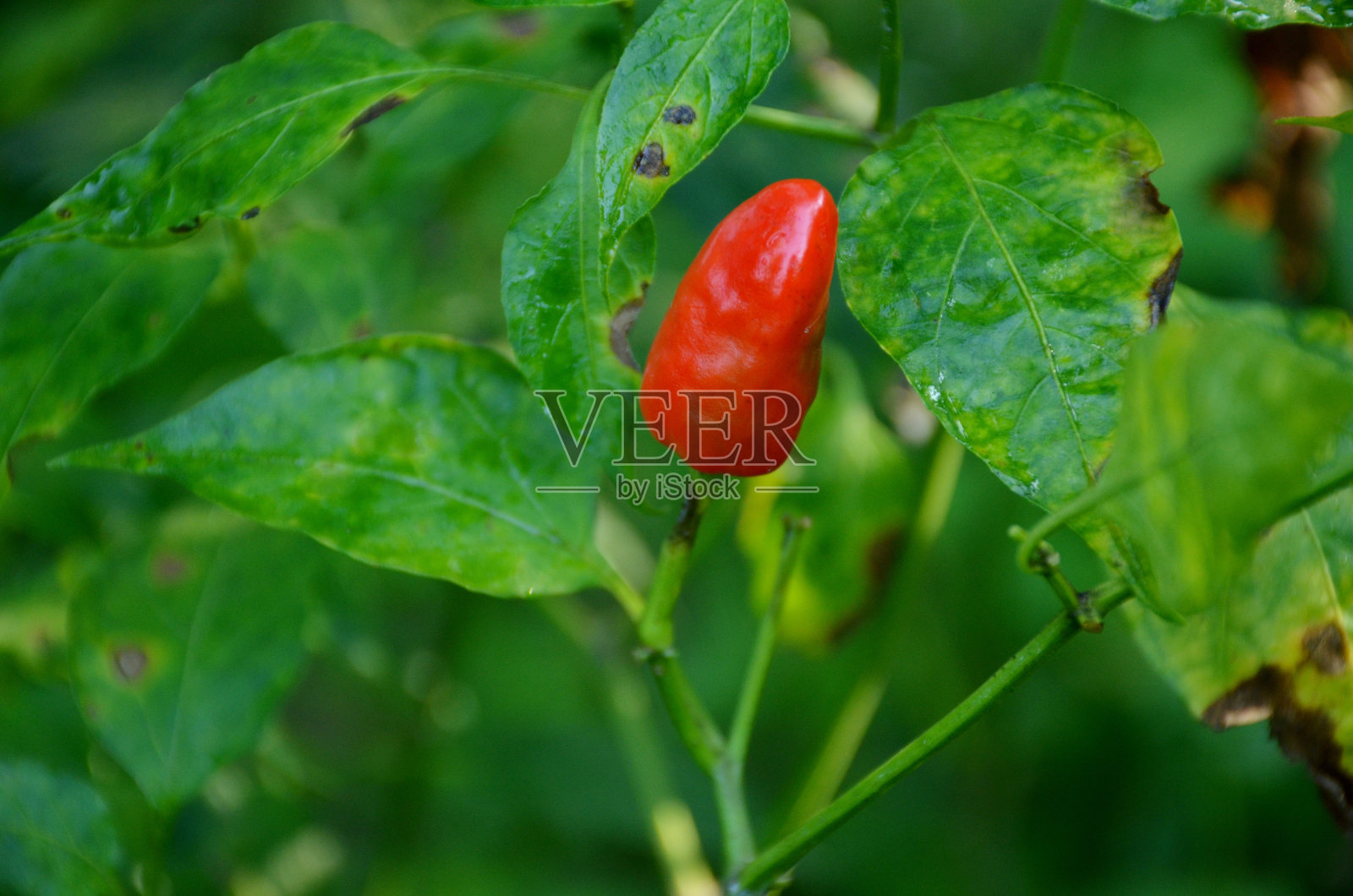 那红红的成熟凉凉的带着叶子和植物在花园里。照片摄影图片