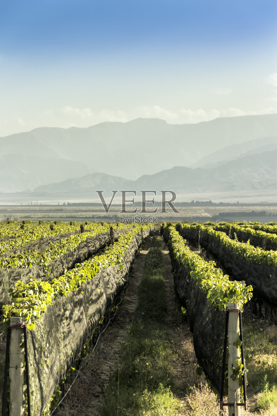 Tupungato ' s葡萄园在门多萨葡萄酒区，阿根廷。照片摄影图片