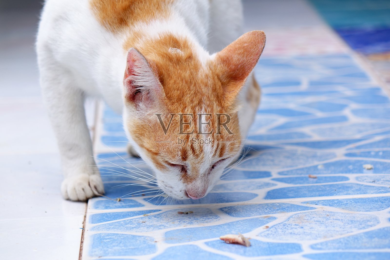 暹罗猫。照片摄影图片