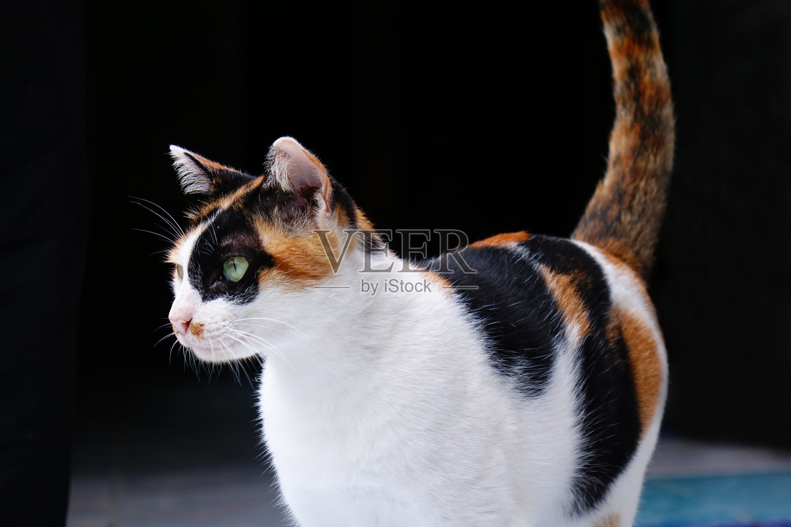 暹罗猫正在寻找它的主人。照片摄影图片