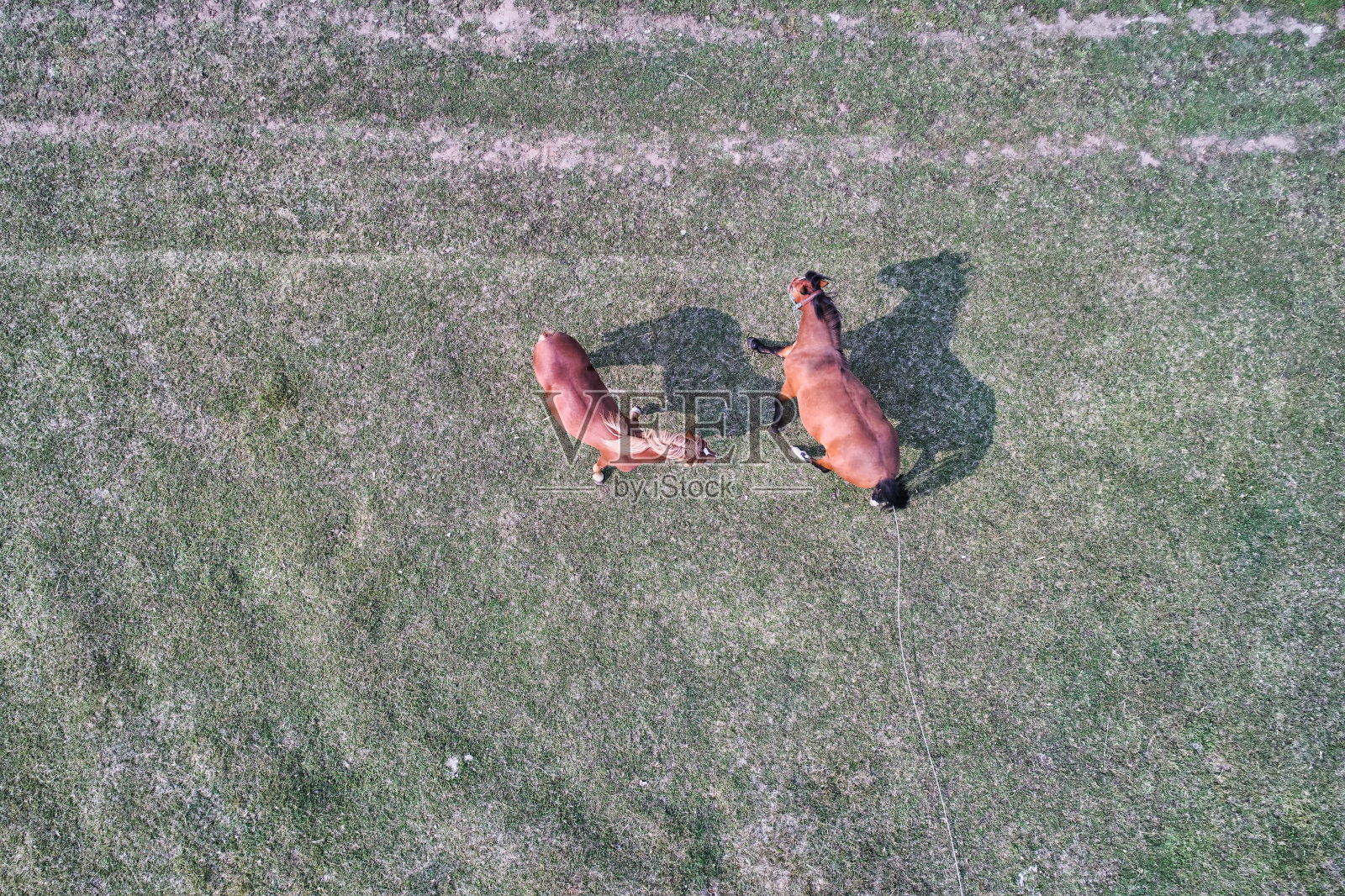 无人机上正在吃草的马照片摄影图片
