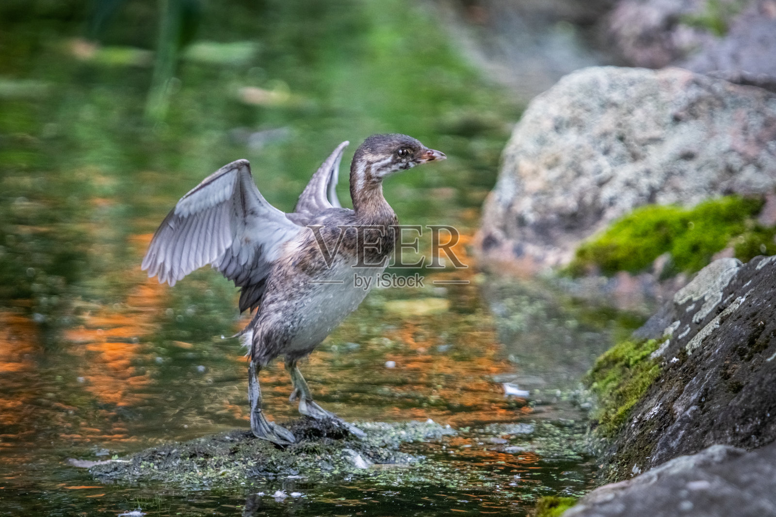 杂色鸊鹑幼鸟，(斑嘴鸊鹑)幼鸟，美洲小鸊鹑。照片摄影图片