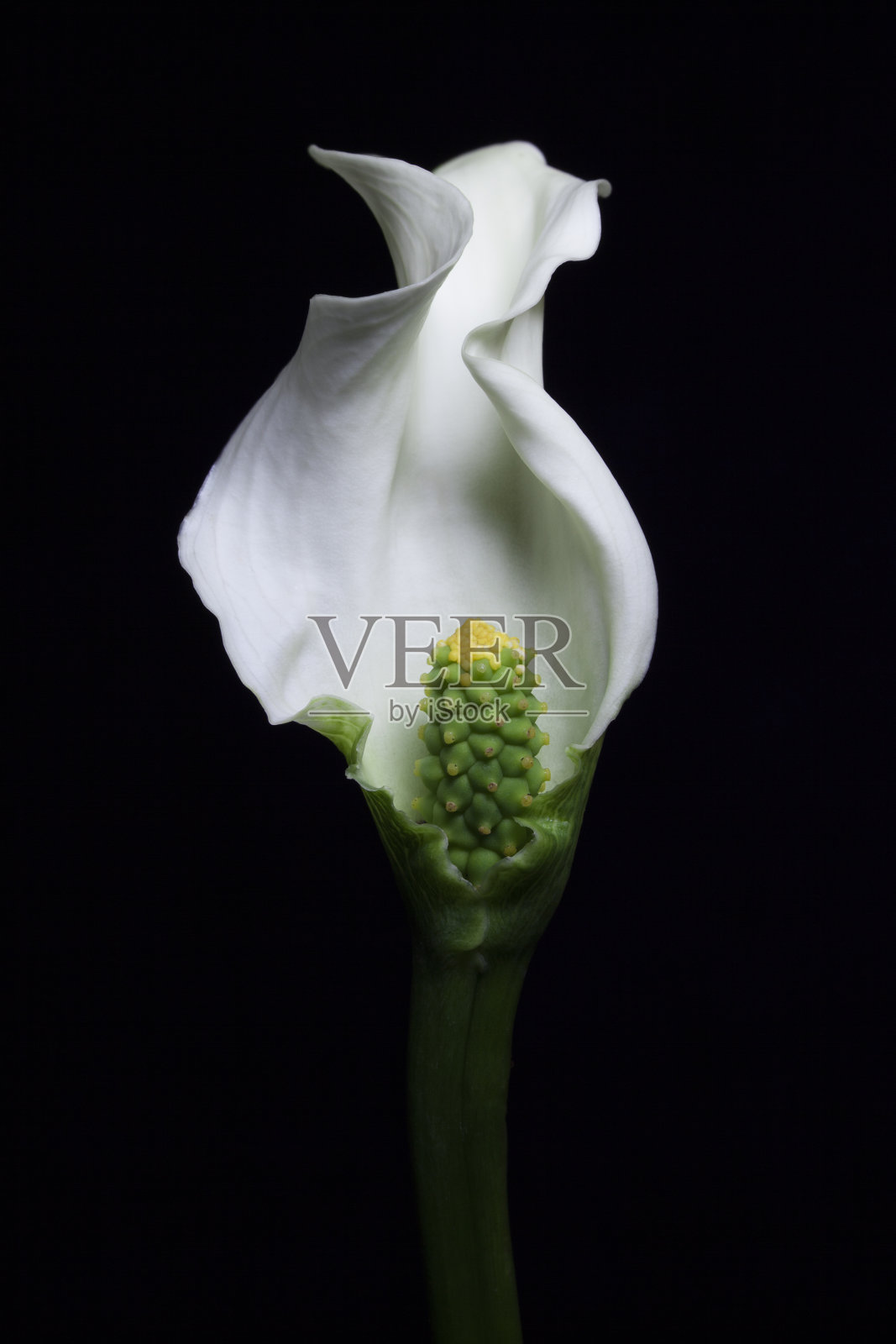 白色马蹄莲花照片摄影图片