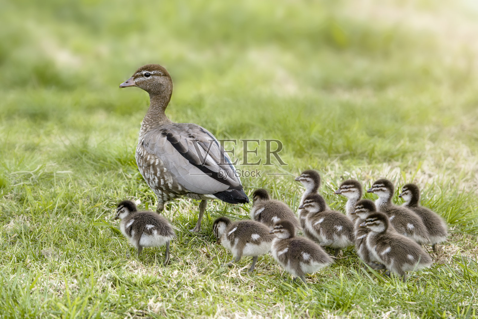 澳大利亚木鸭科照片摄影图片
