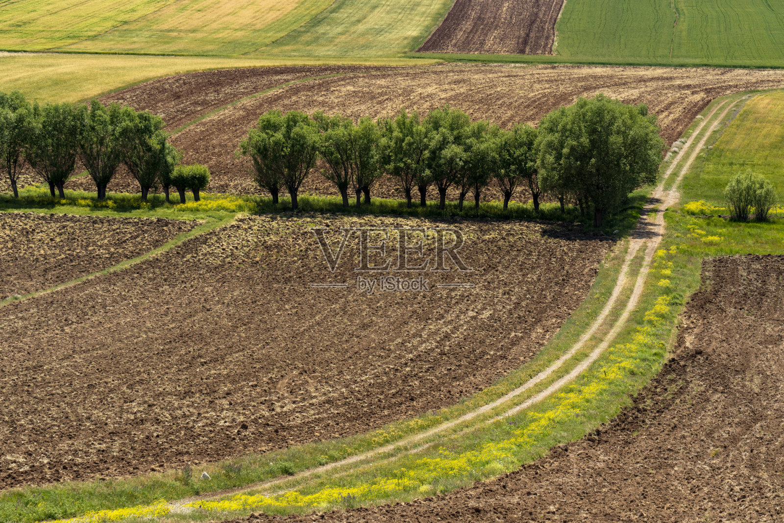 在土耳其的Afsin，从树的角度看麦田照片摄影图片