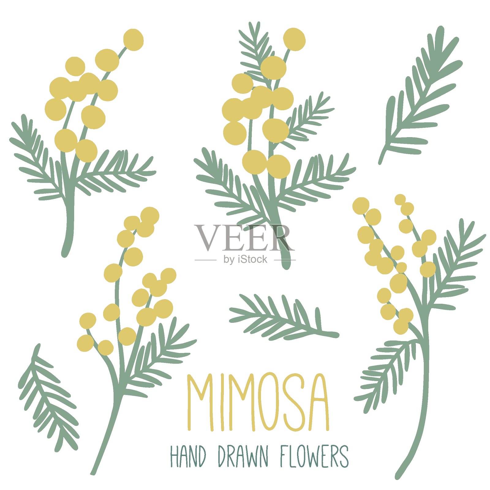 含羞草。花的简单集合插画图片素材