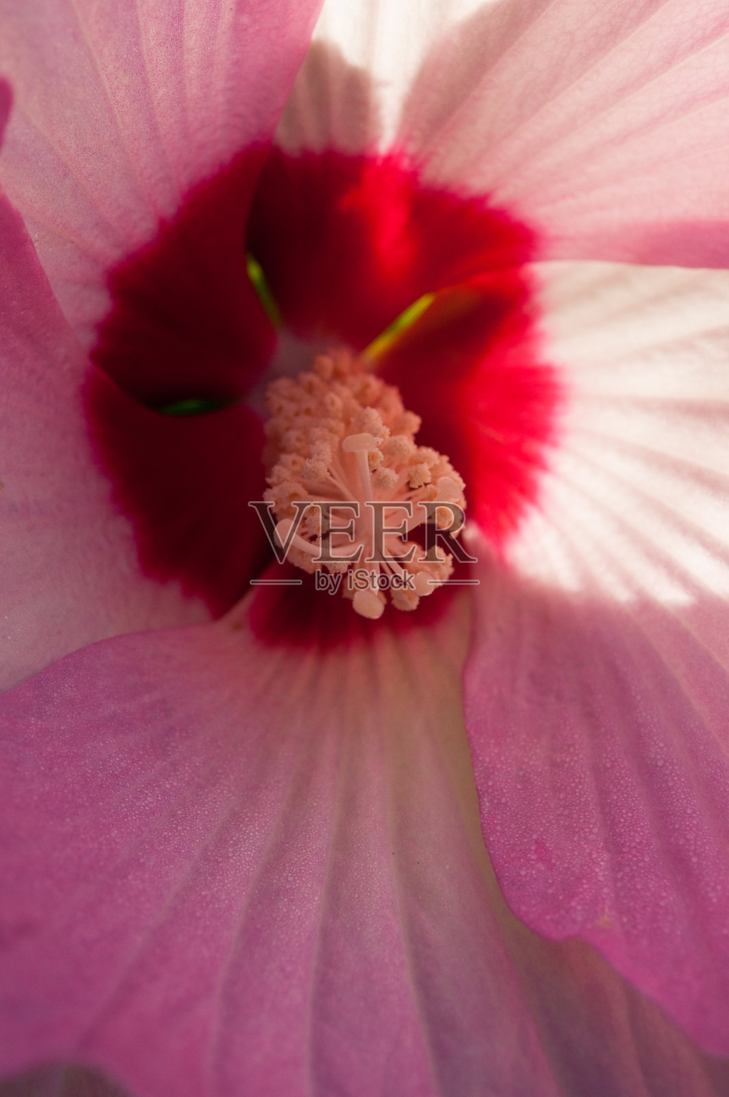 芙蓉花的特写照片摄影图片