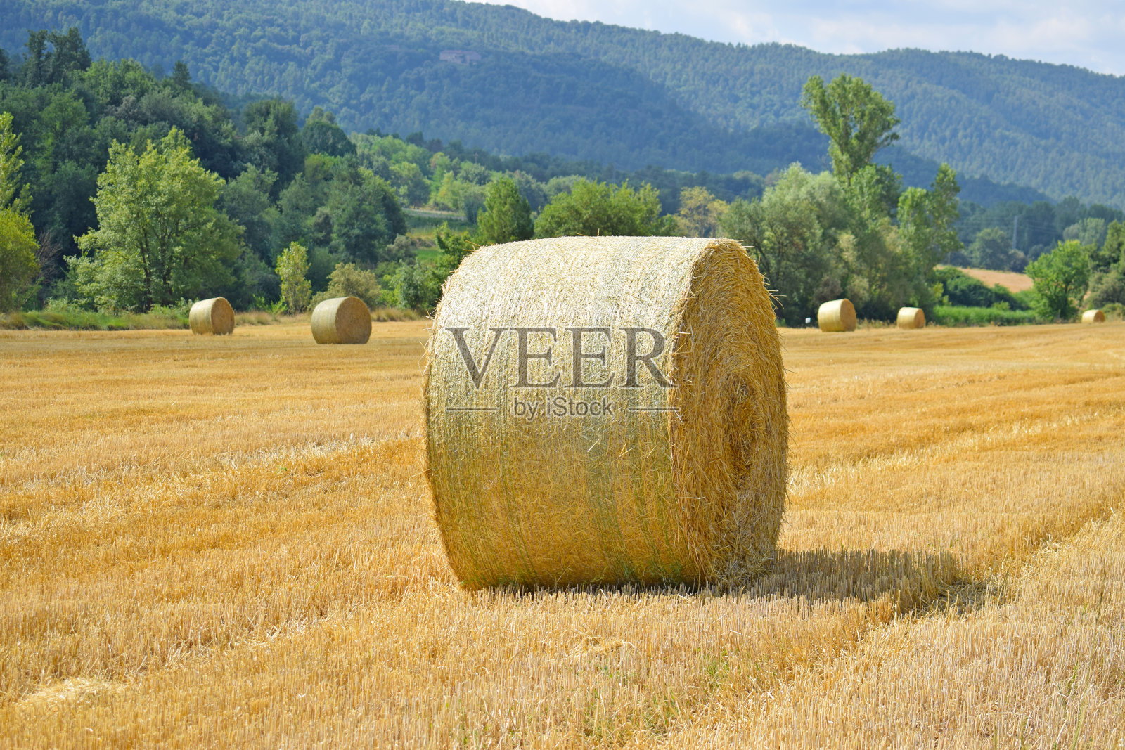 在西班牙收获的麦田照片摄影图片