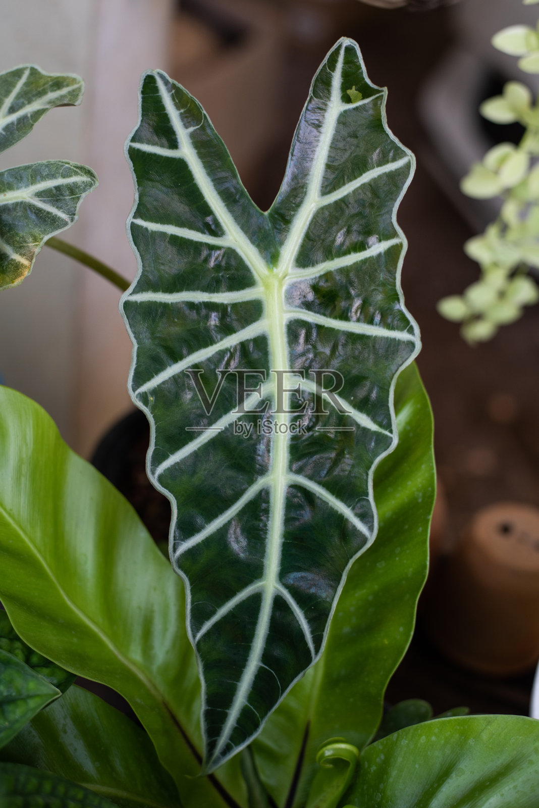 在自然界中闭合植物的叶子。照片摄影图片