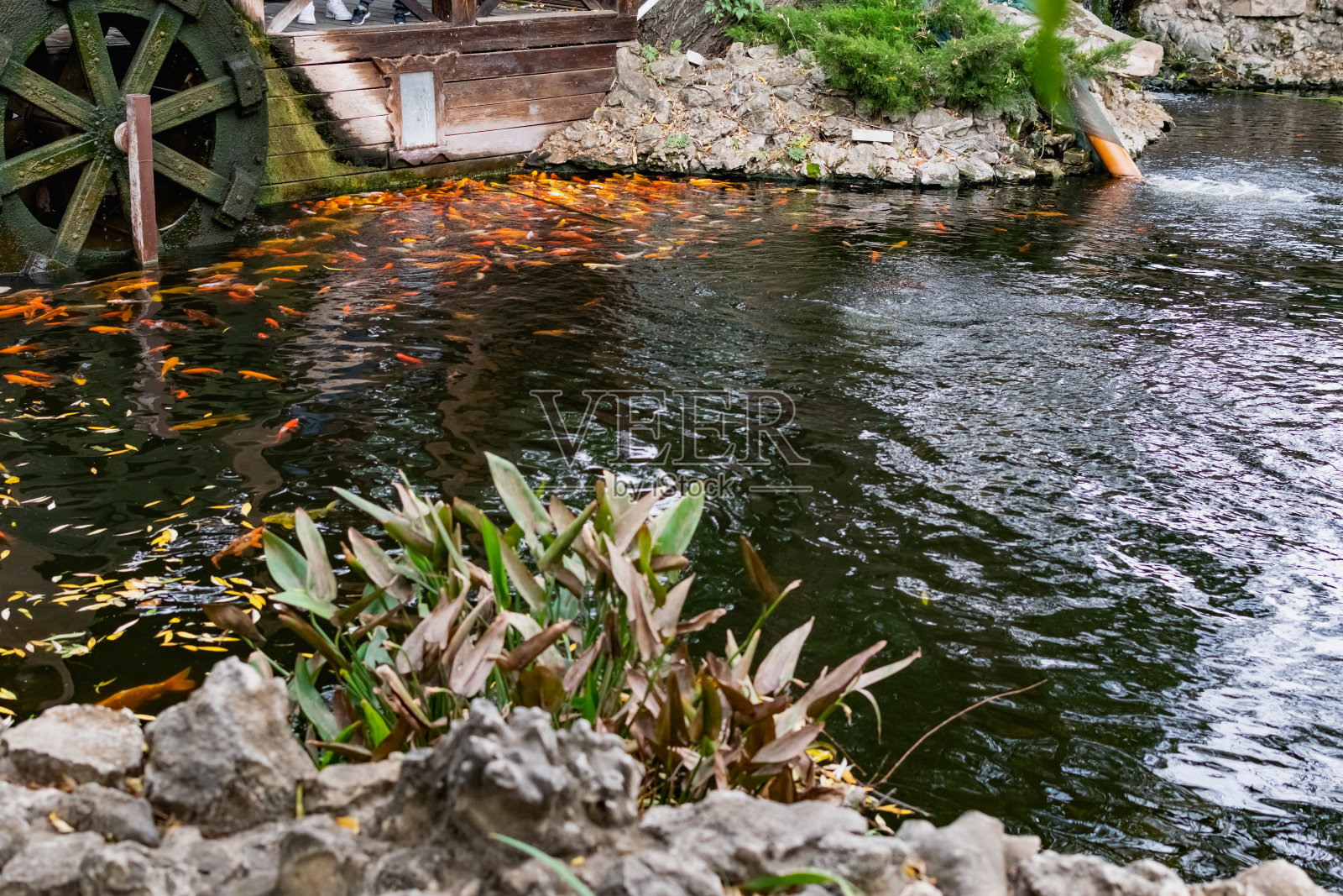 金色锦鲤生活在人工池塘里，成群结队，颜色鲜艳照片摄影图片