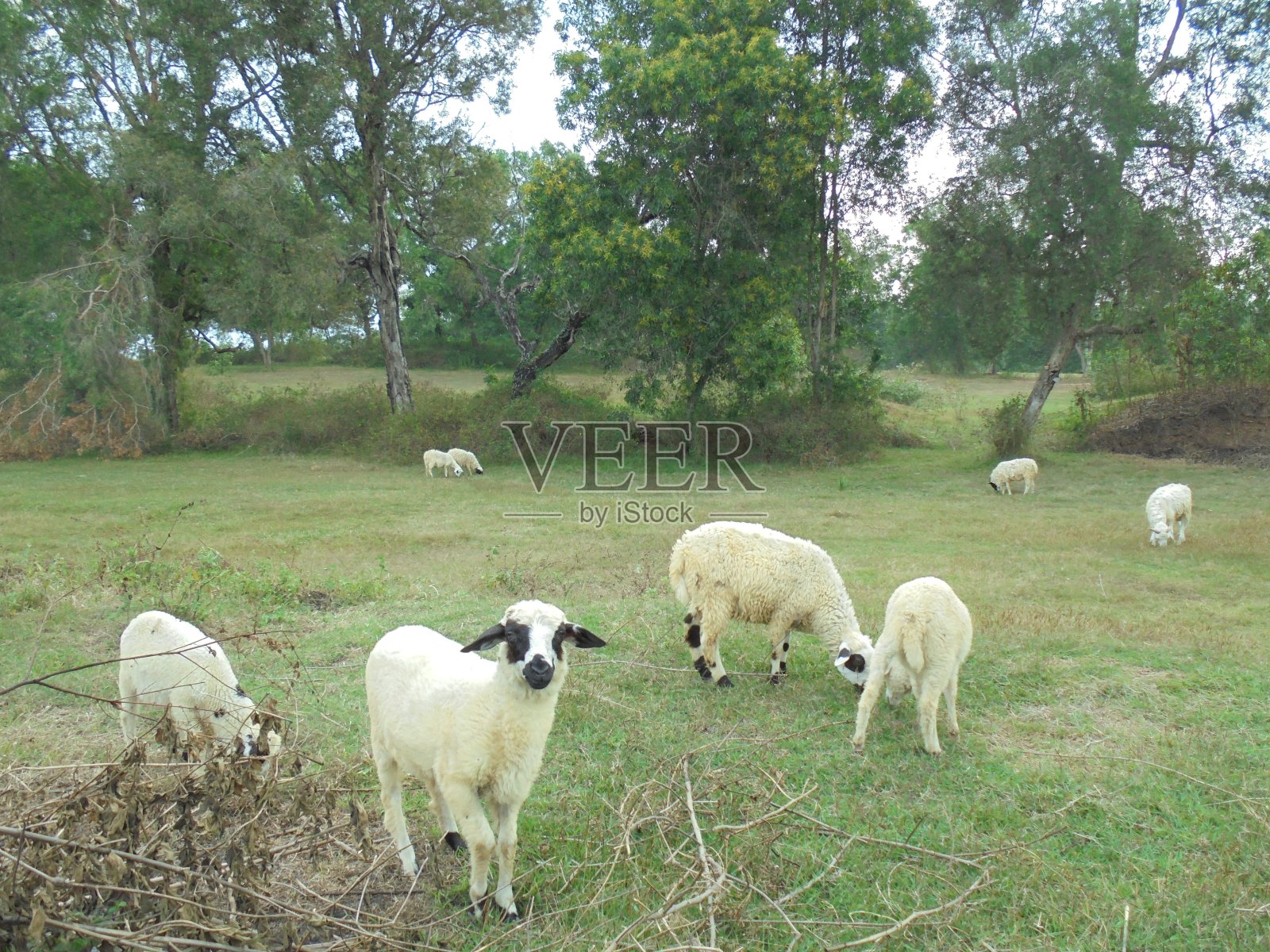 爪哇山羊照片摄影图片
