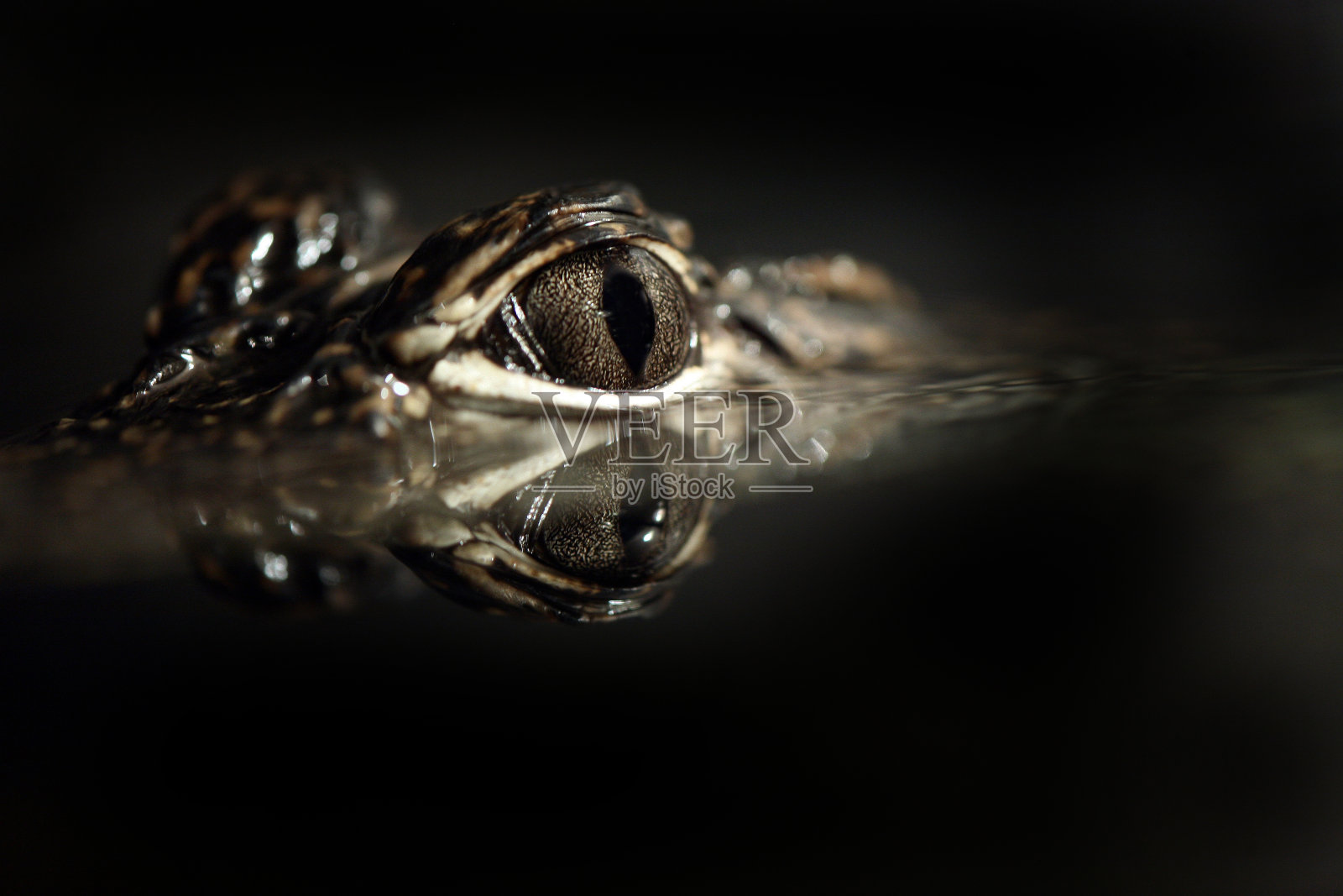 婴儿鳄鱼照片摄影图片