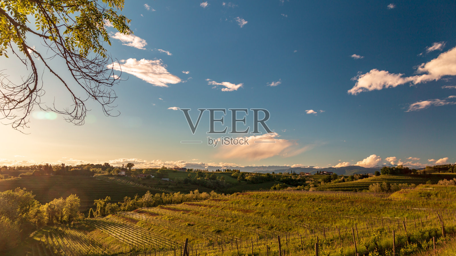 罗萨佐葡萄园的春日日落照片摄影图片