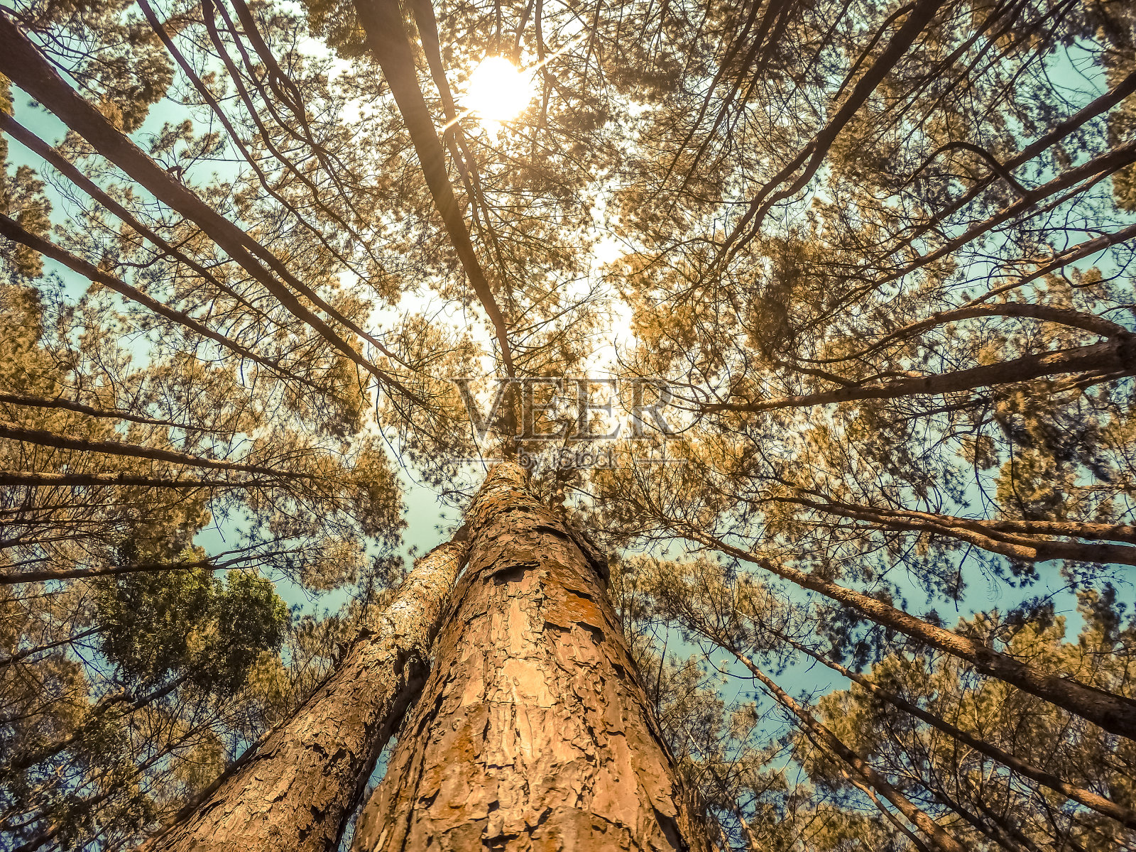 美丽的大自然中高大的松树。照片摄影图片