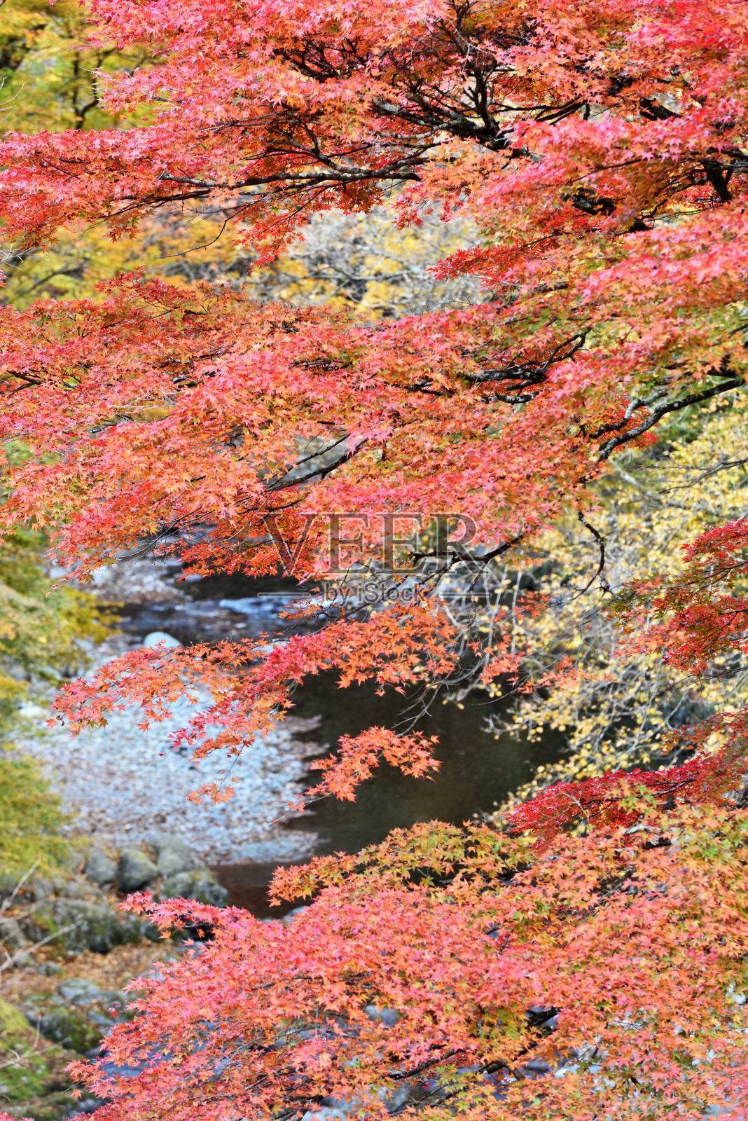 Oashi valley, Kanuma, Tochigi，在秋天照片摄影图片