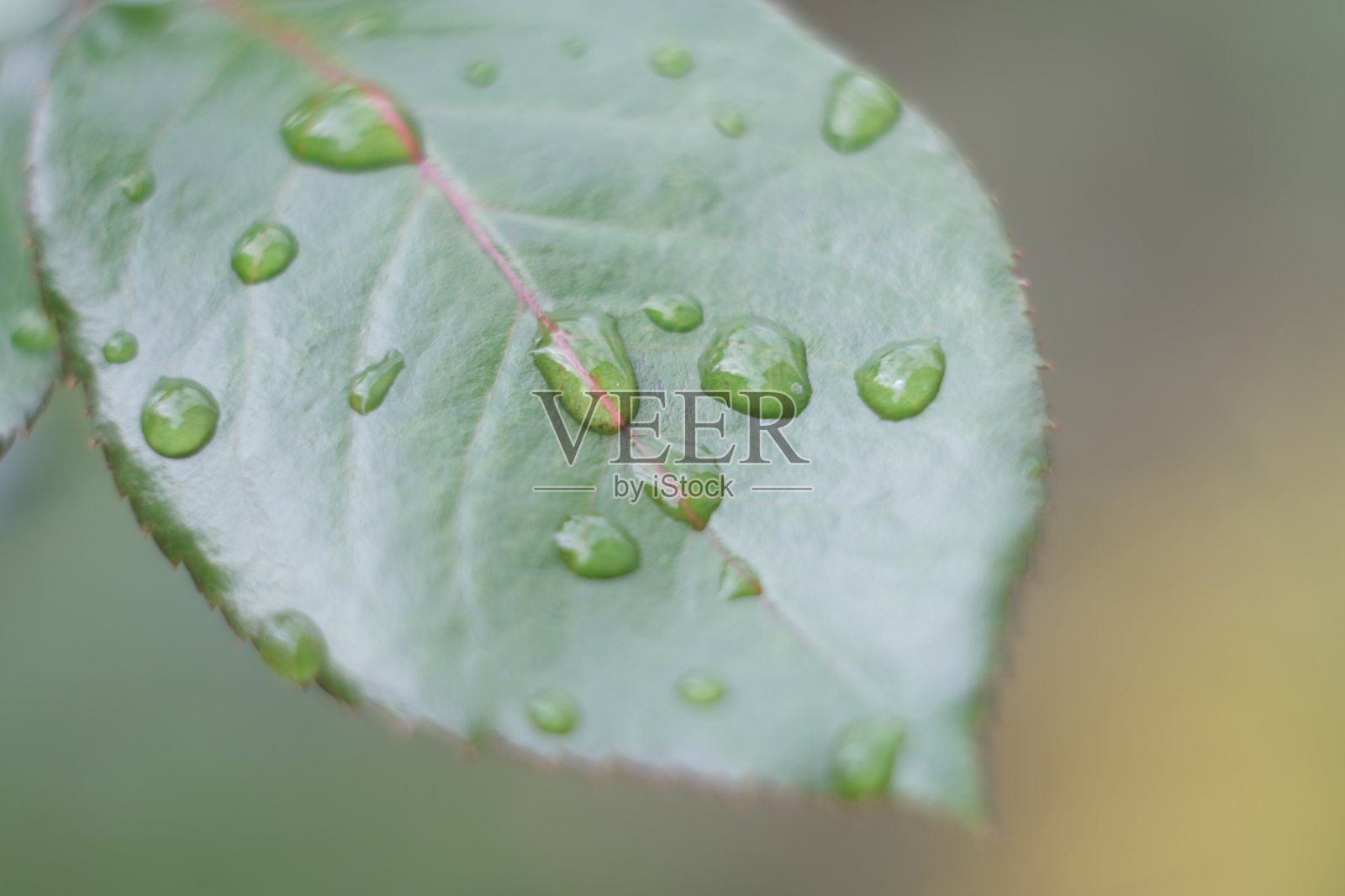 微距照片的绿叶与水从晨露滴。照片摄影图片