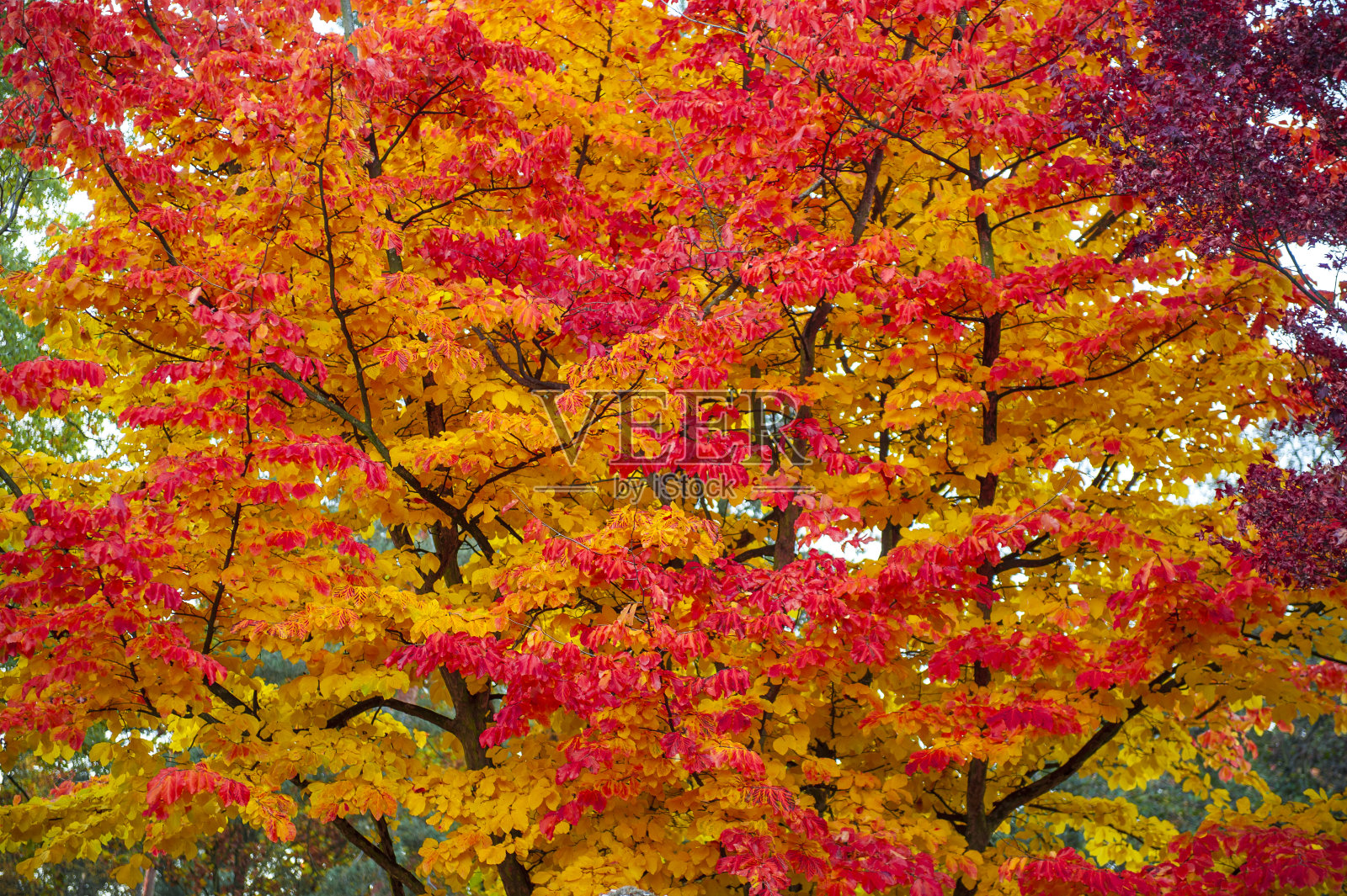 秋天的落叶照片摄影图片