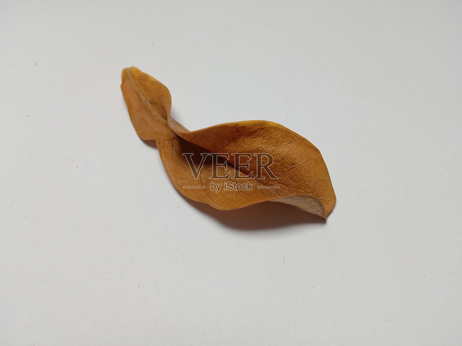 干叶照片摄影图片