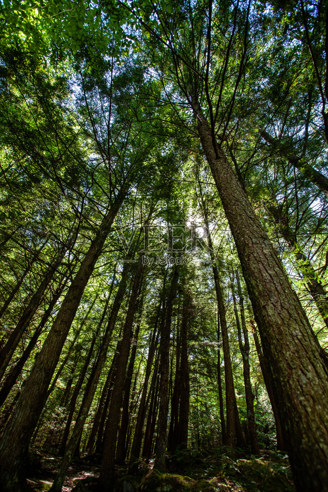 夏日的阳光穿过威斯康辛州安尼瓦的欧克莱尔公园的山谷照片摄影图片
